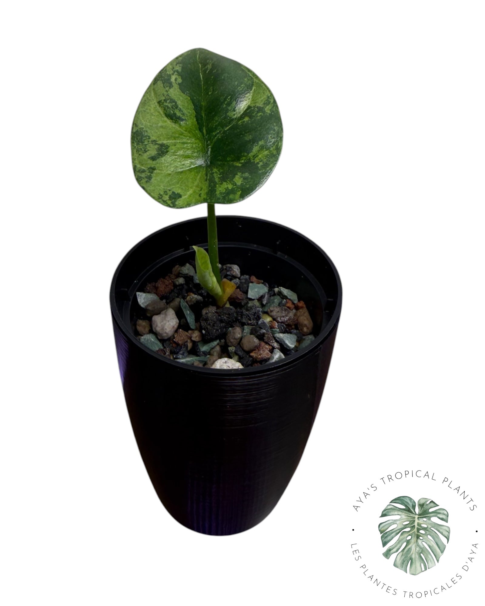 Alocasia Sinuata Aurea Variegated