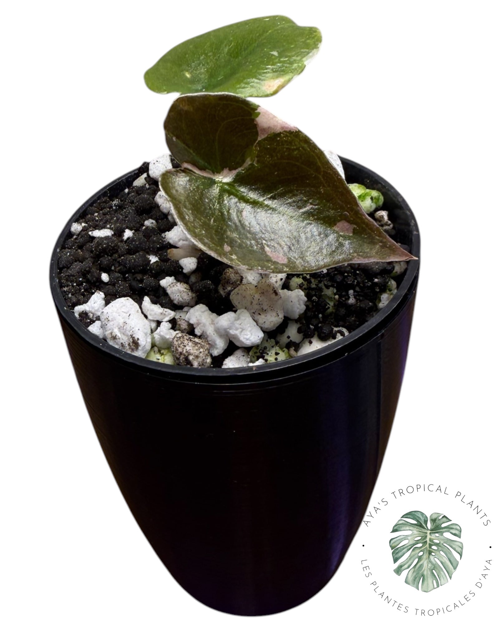 Alocasia Cuprea Pink Albo Variegated as