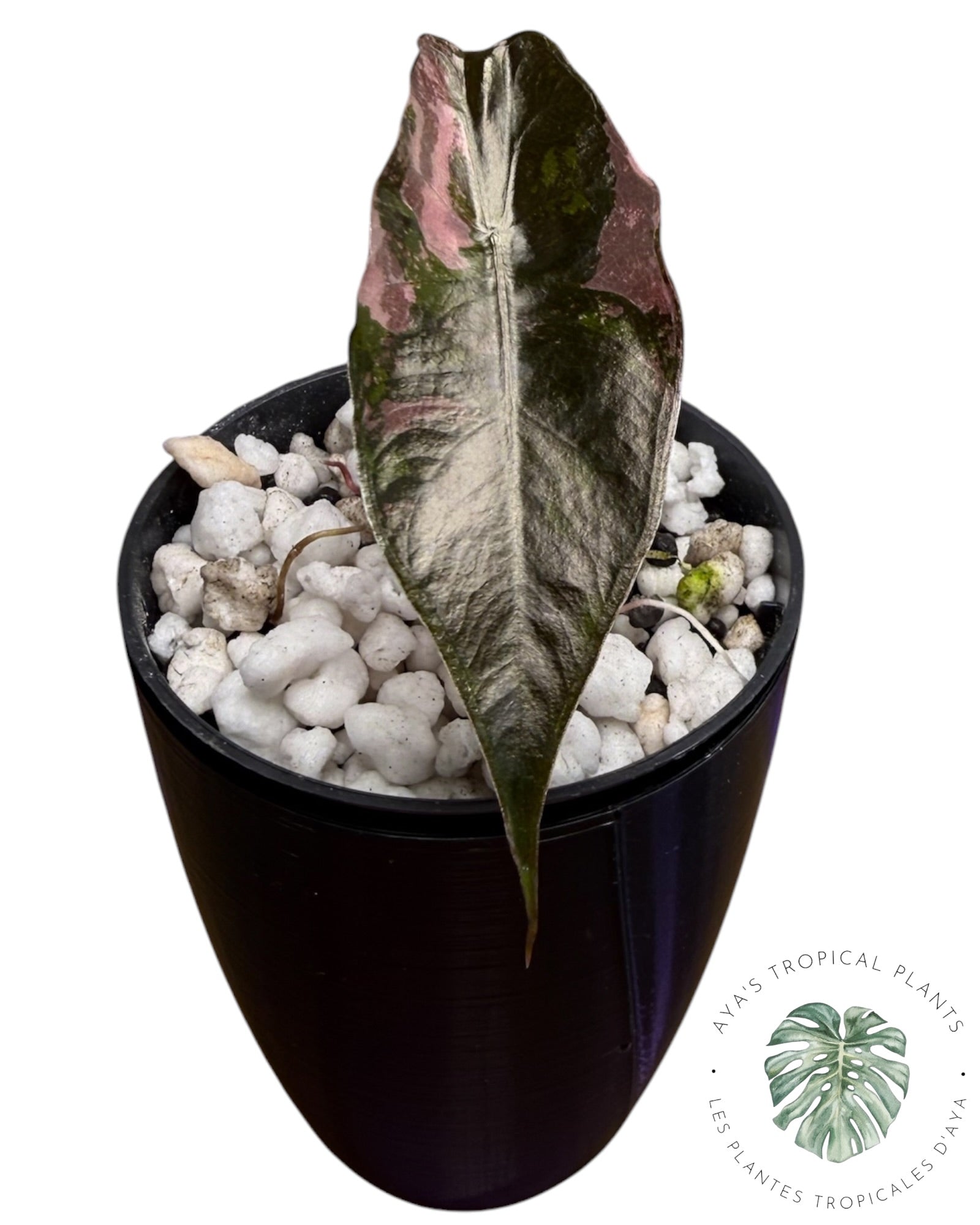 Alocasia Chantrieri panaché rose