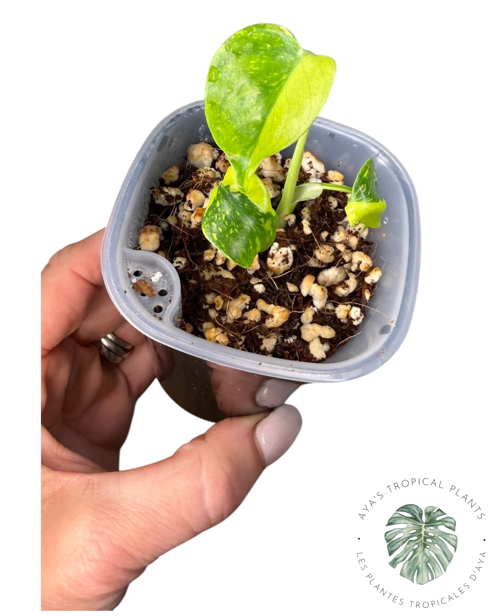 ROI des électrolytes pour Monstera Deliciosa