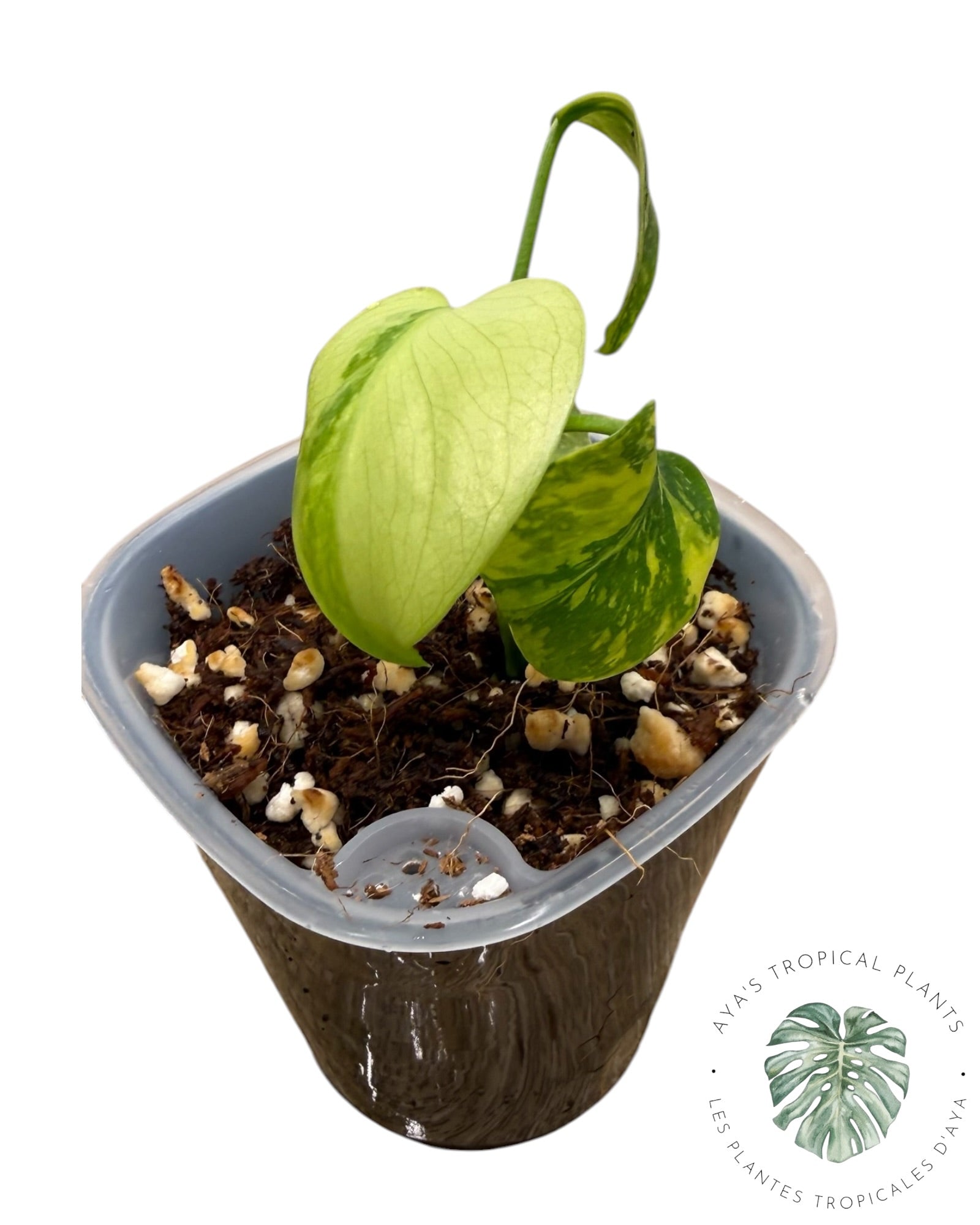 Monstera Deliciosa Electrolyte KING