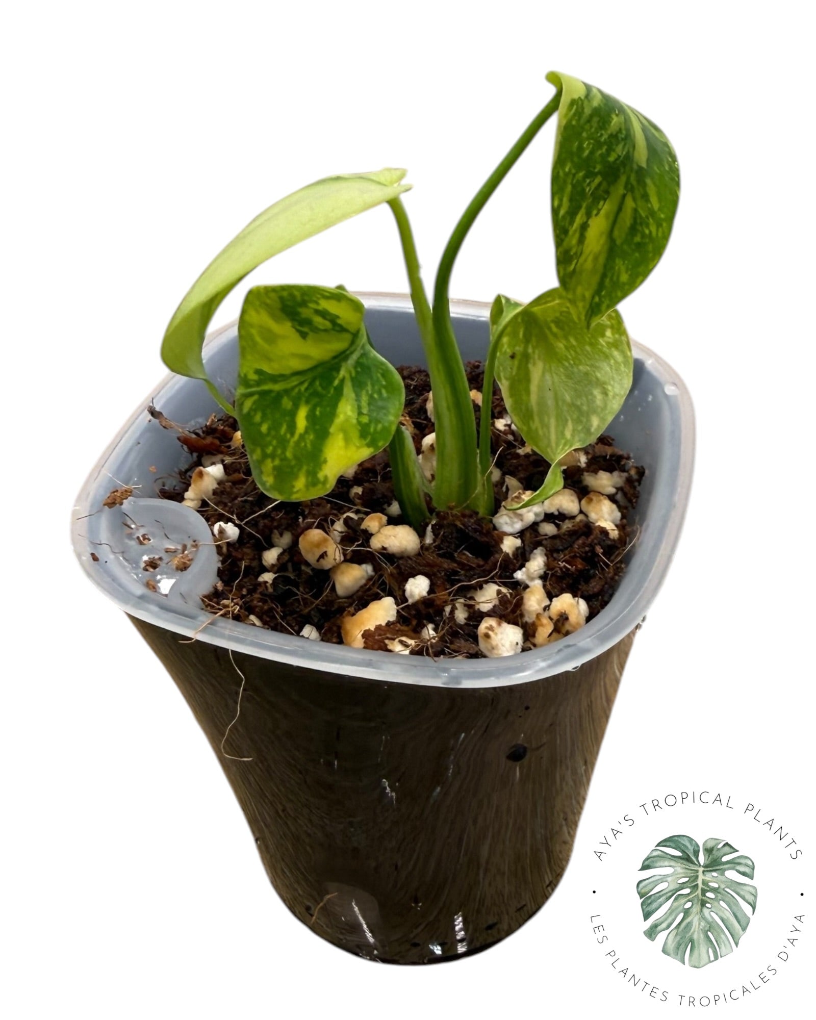 Monstera Deliciosa Electrolyte KING