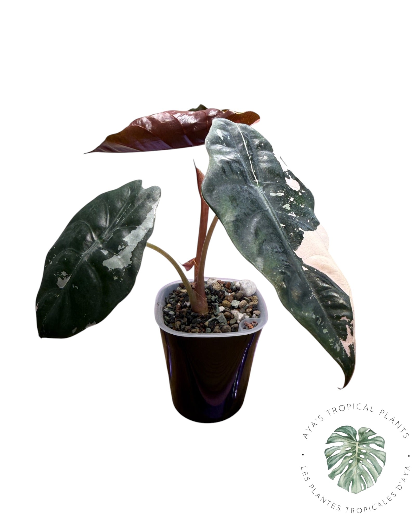 Alocasia Chantrieri panaché rose