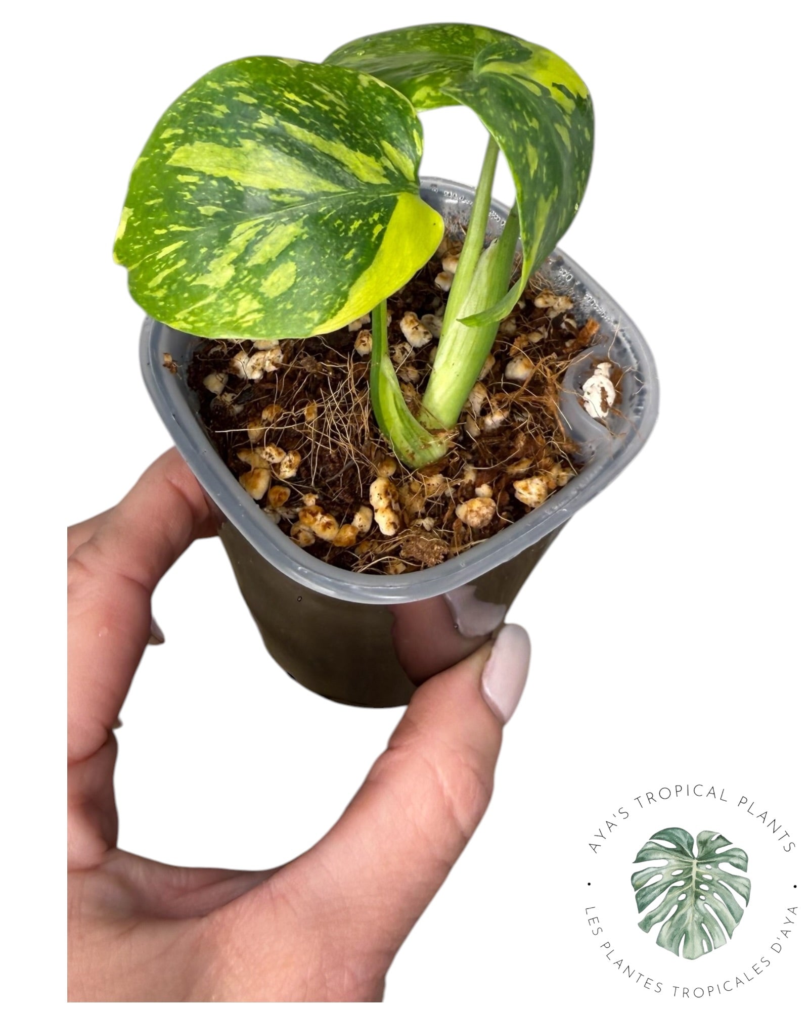 Monstera Deliciosa Electrolyte KING