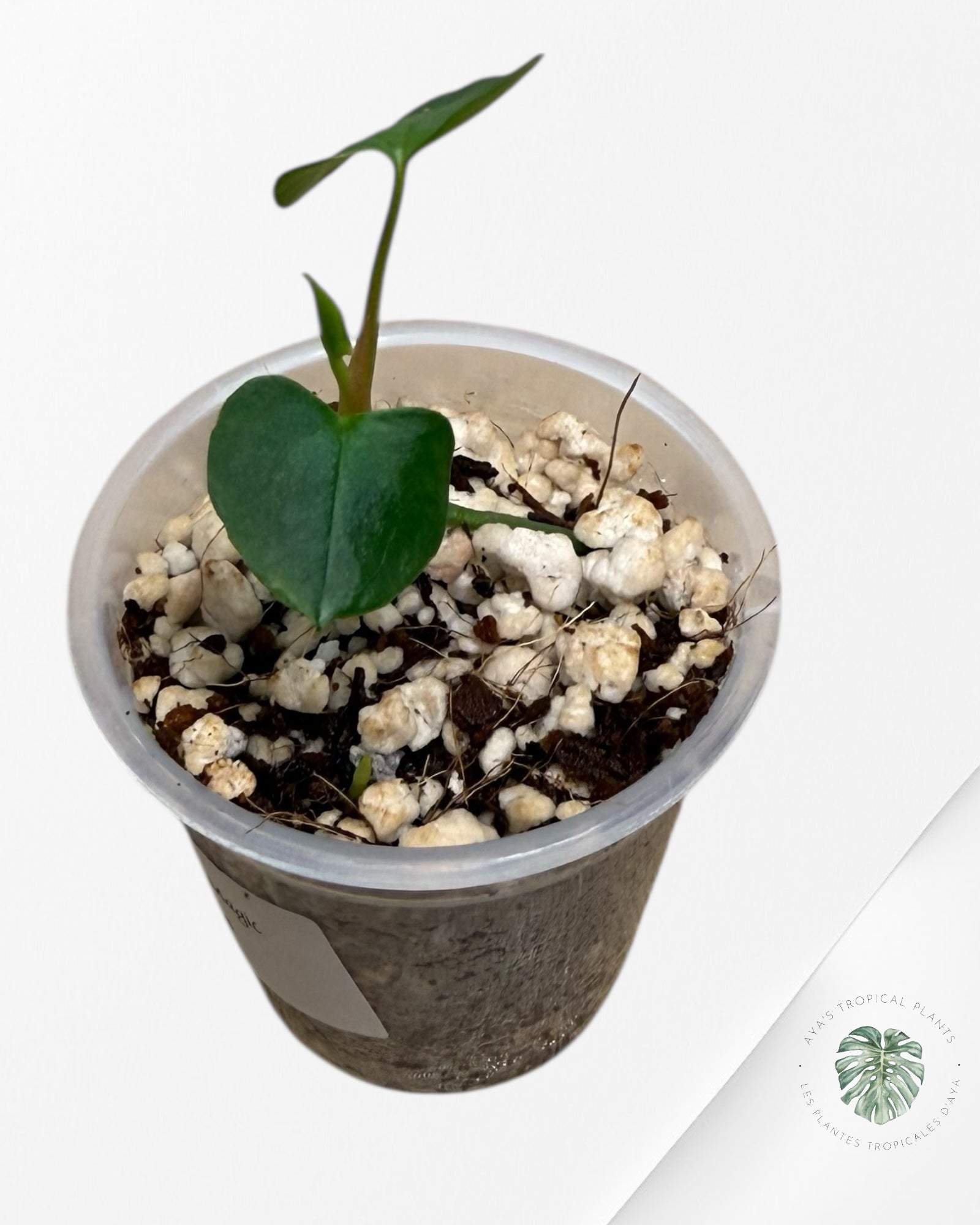 Anthurium Black Magic Rare |TC Plant | Aya's Tropical Plants