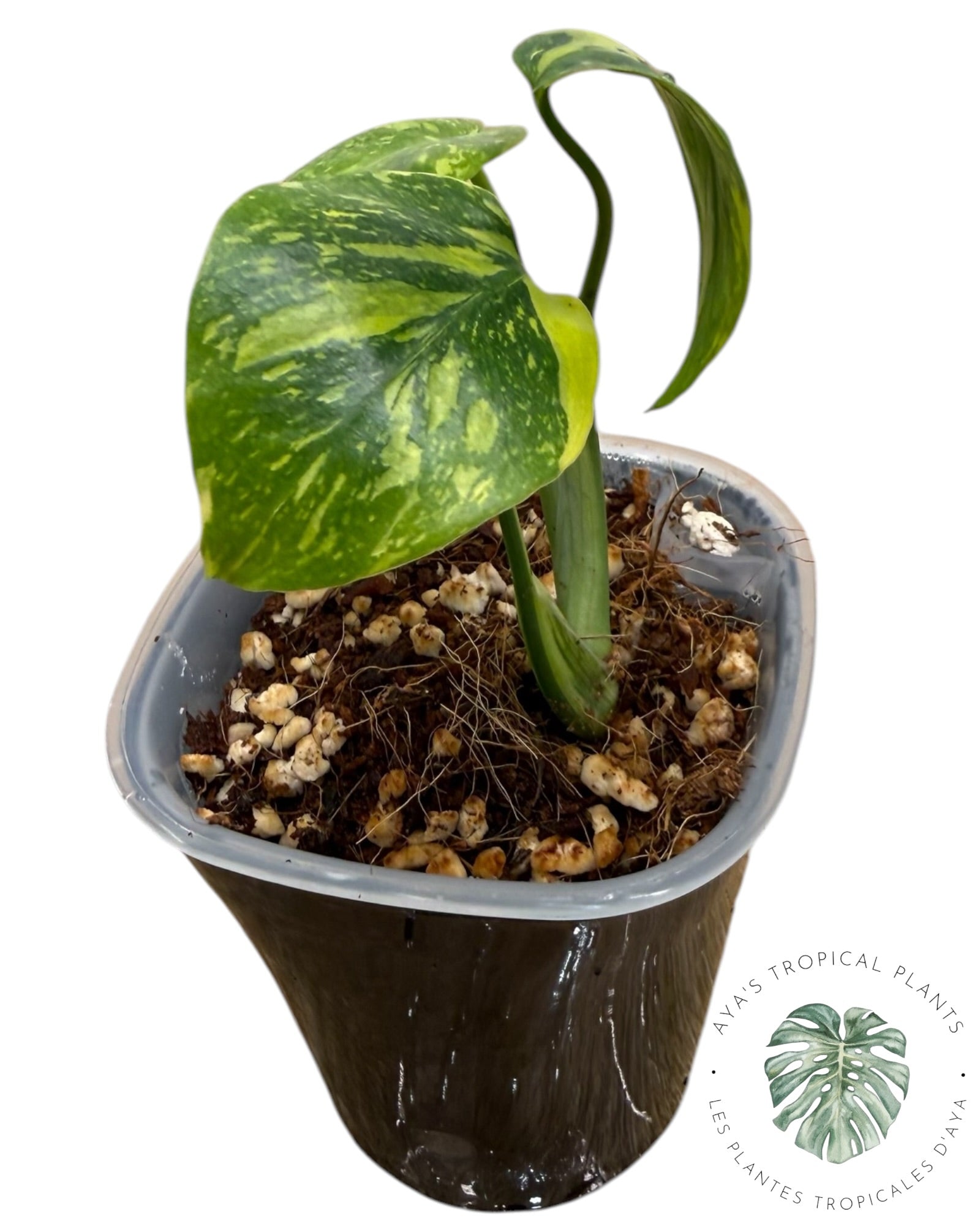 Monstera Deliciosa Electrolyte KING