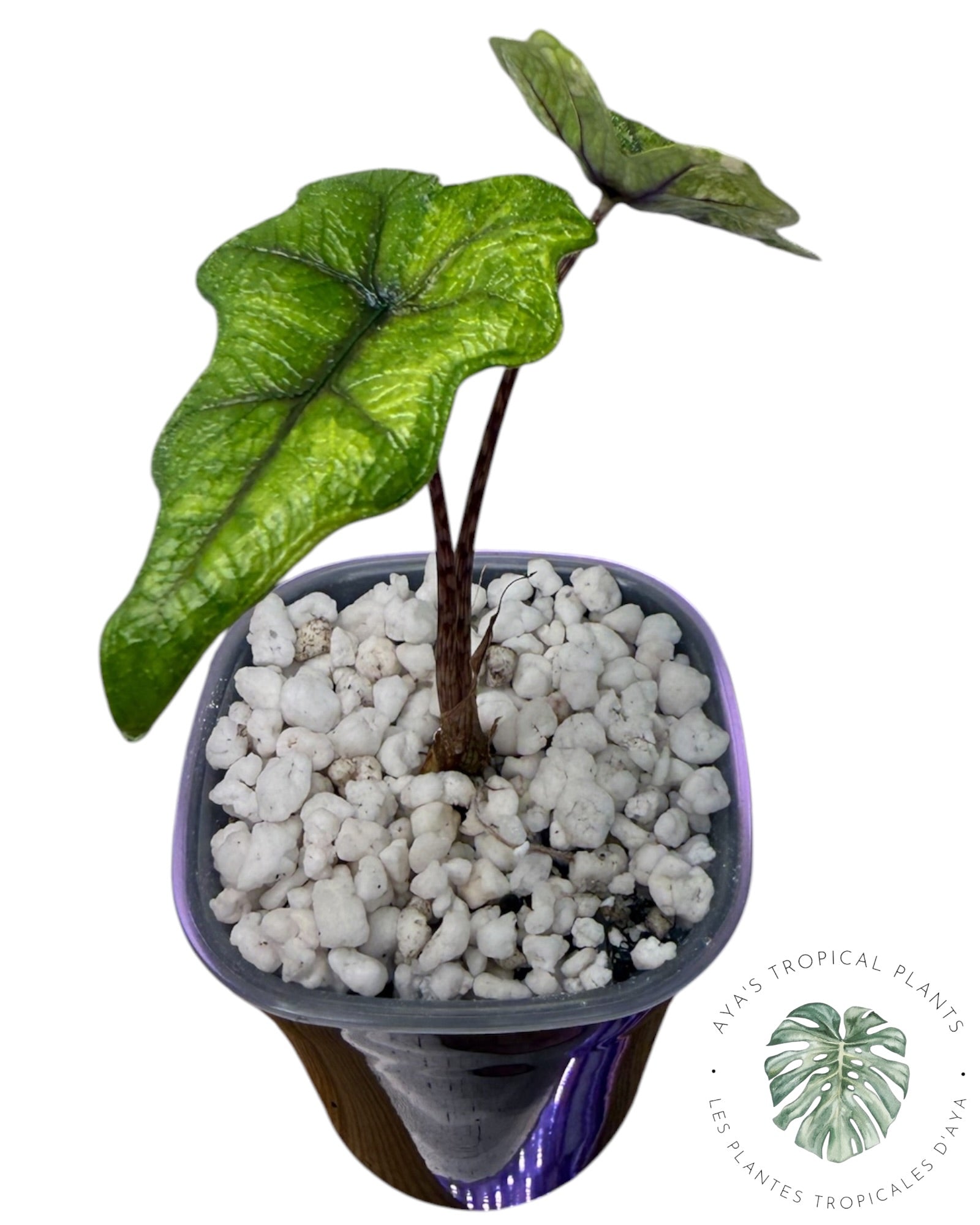 Alocasia Jacklyn Variegated (Grade A)