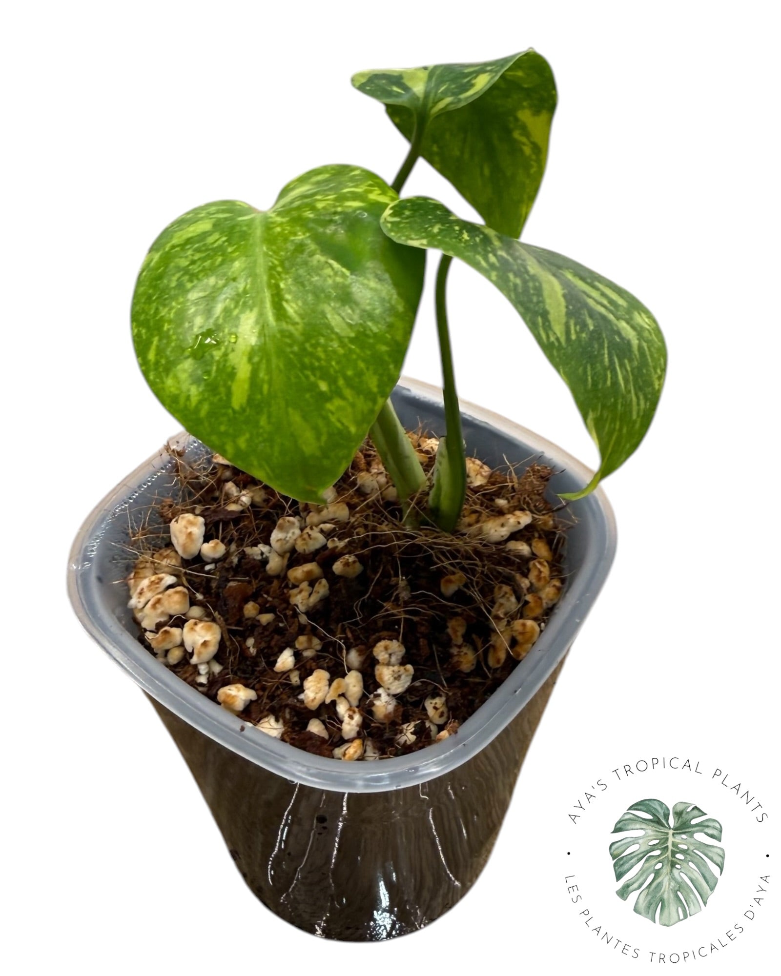ROI des électrolytes pour Monstera Deliciosa
