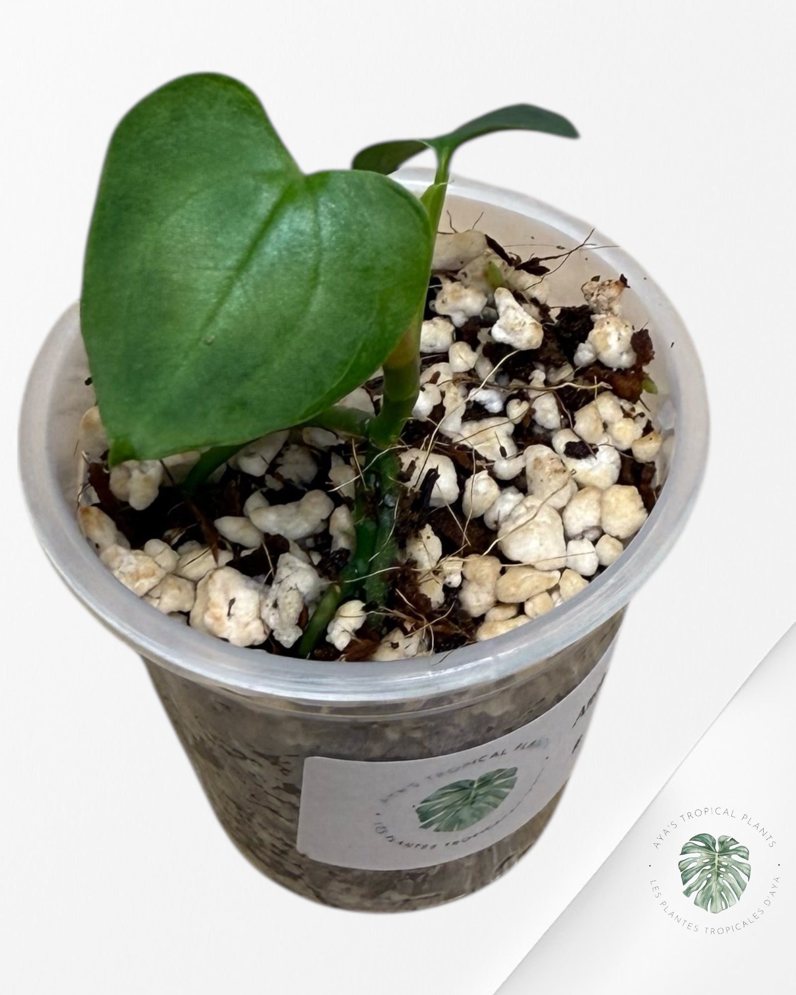 Anthurium Black Magic Rare |TC Plant | Aya's Tropical Plants