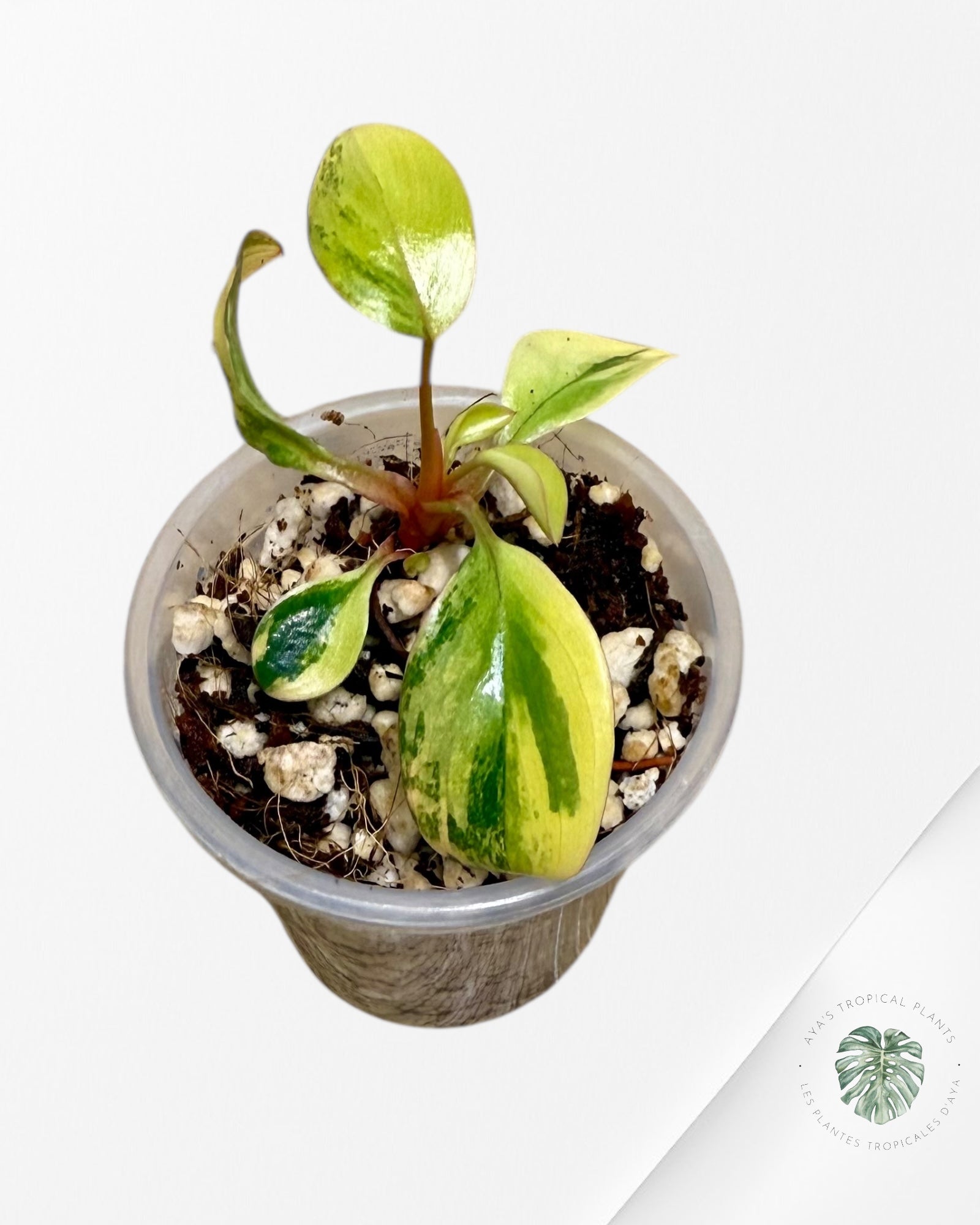 Philodendron Red Congo| Rare TC Plant | Aya's Tropical Plants