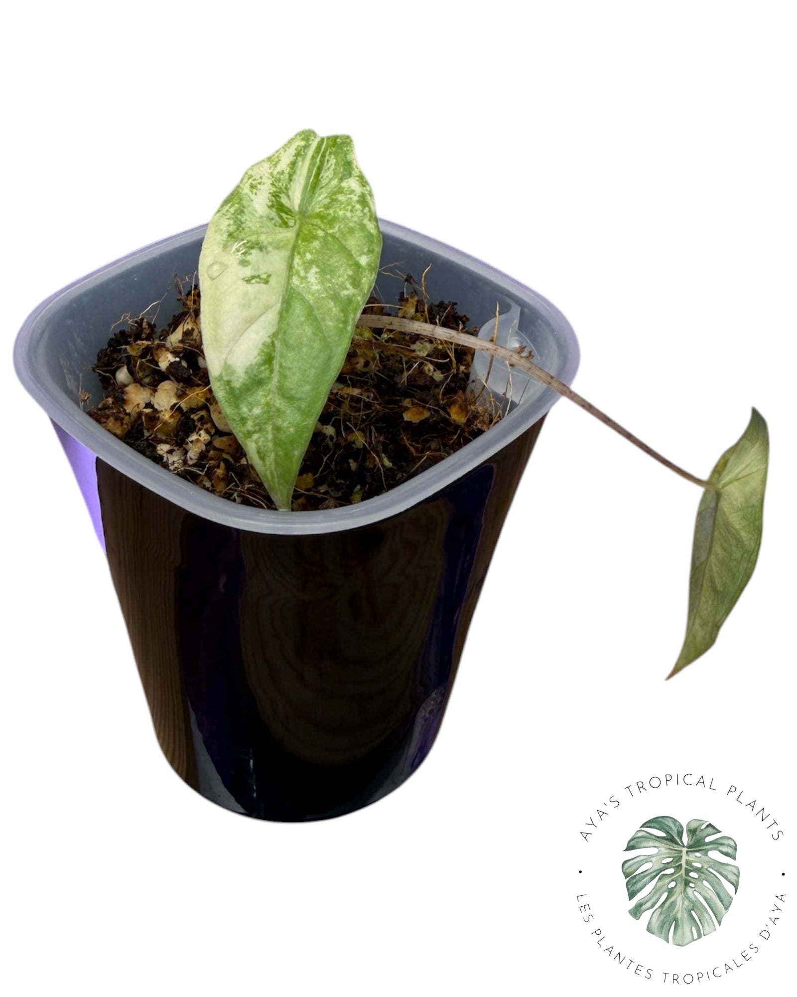 Alocasia Heterophylla Metallic Blue Aurea Variegated