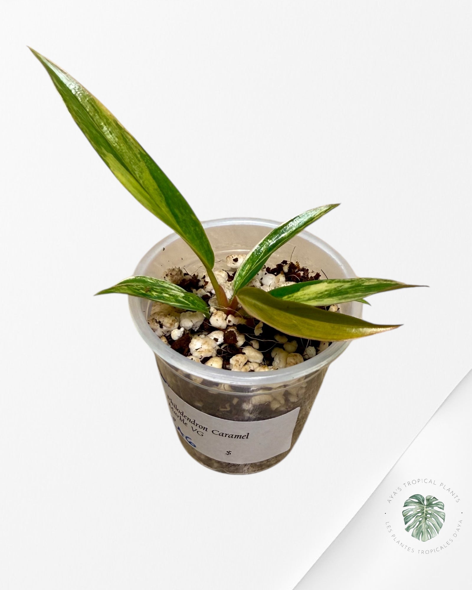 Philodendron Caramel Marble| Rare TC Plant | Aya's Tropical Plants