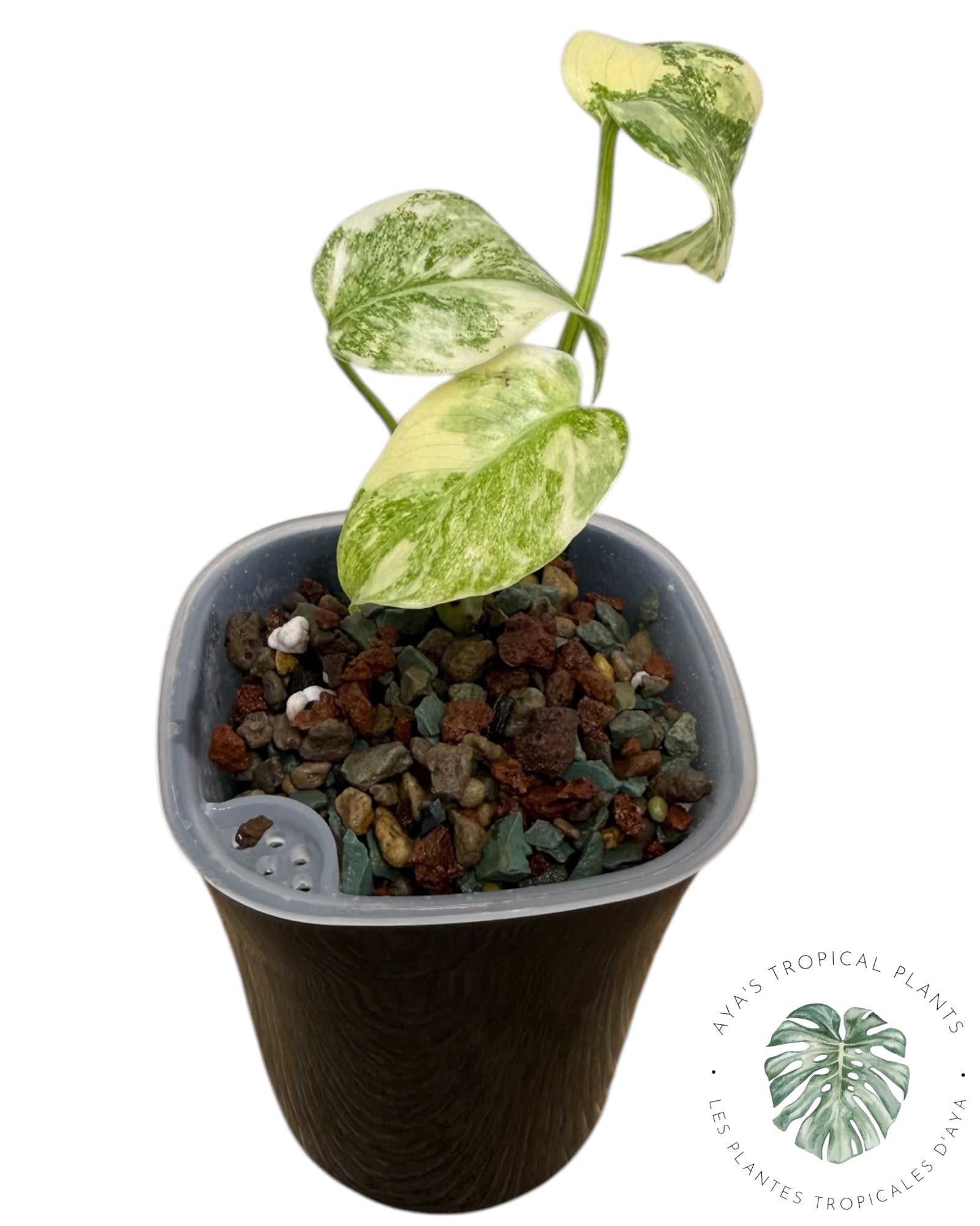 Monstera Deliciosa Legacy