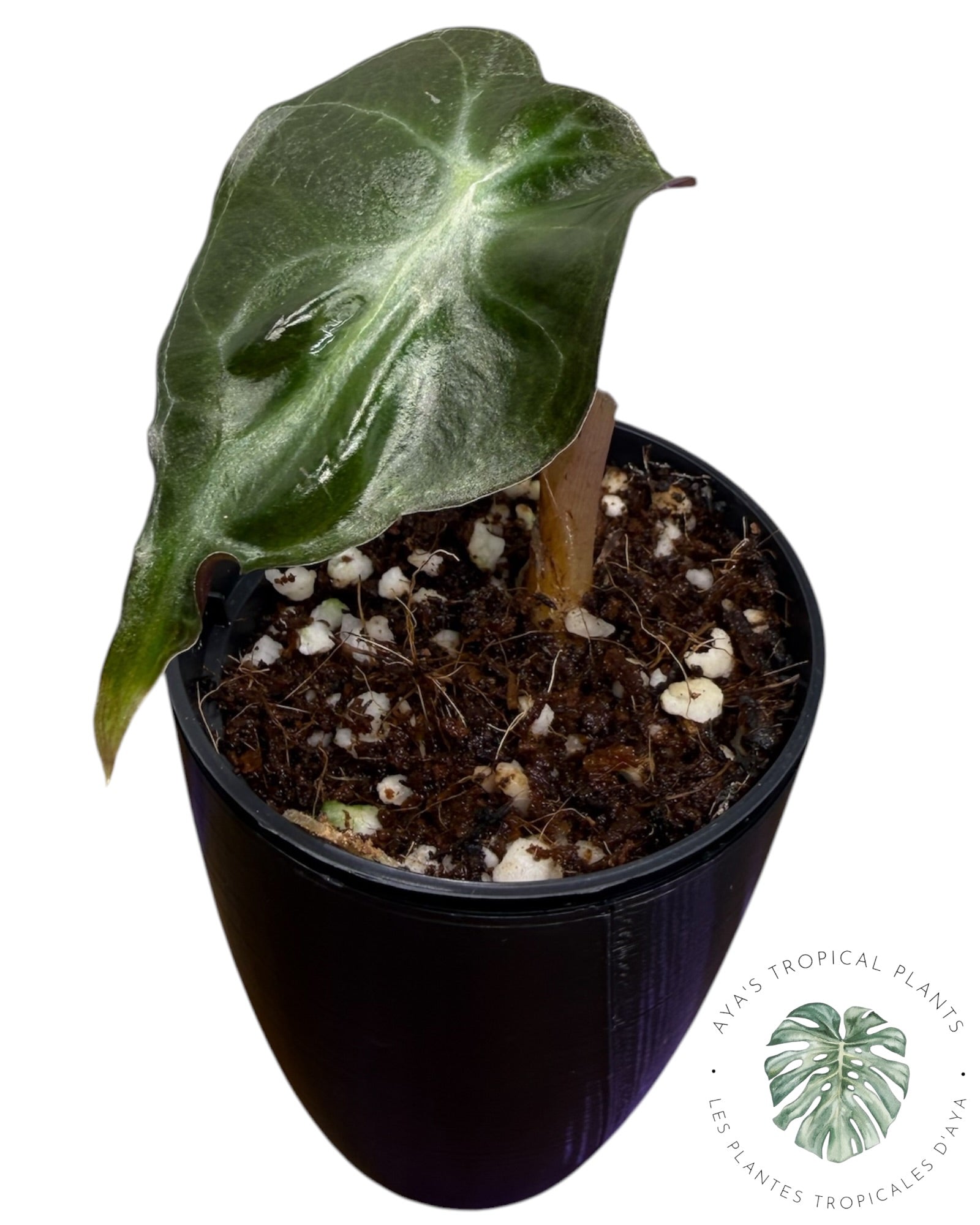 Alocasia Venom