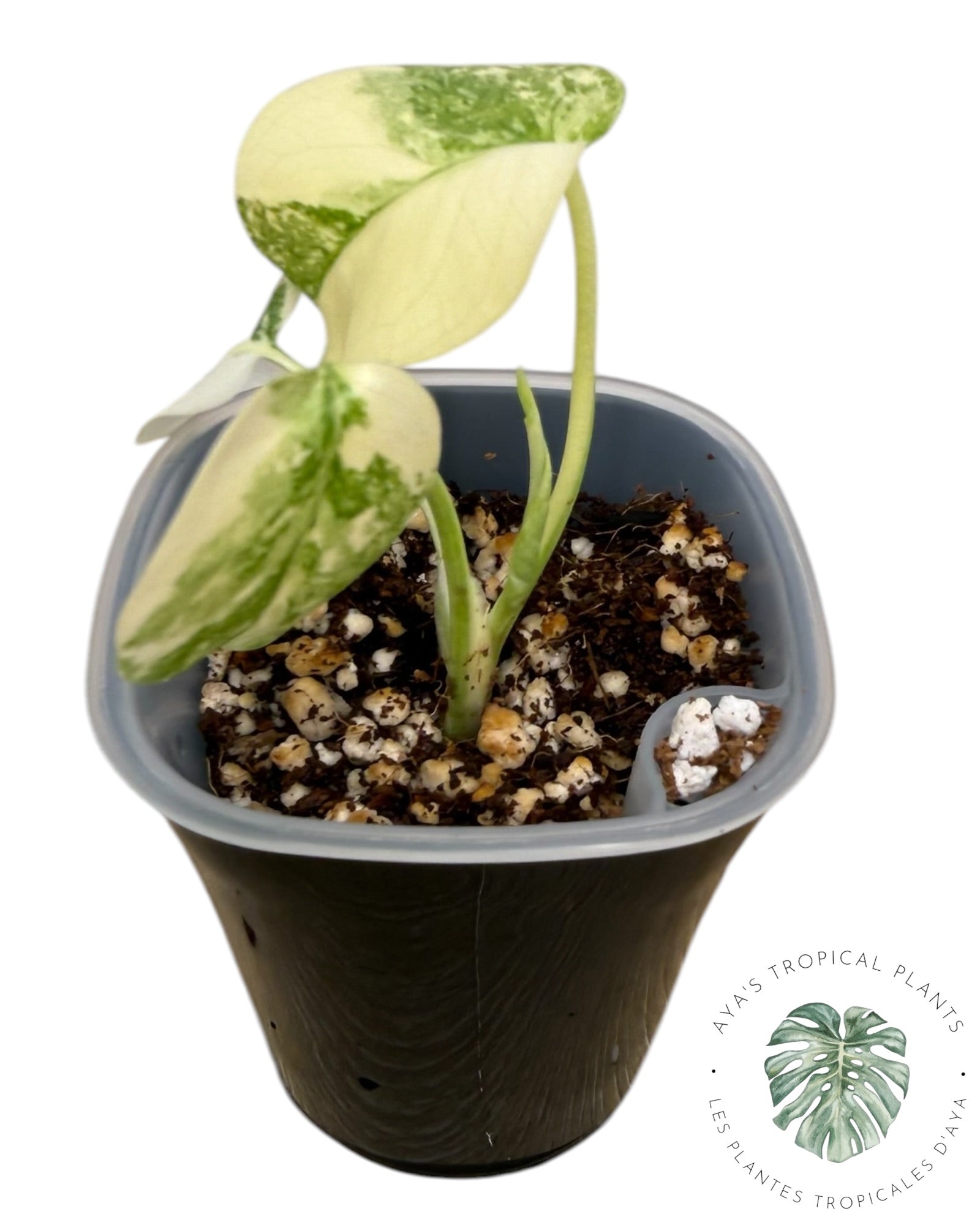 Monstera Deliciosa Legacy