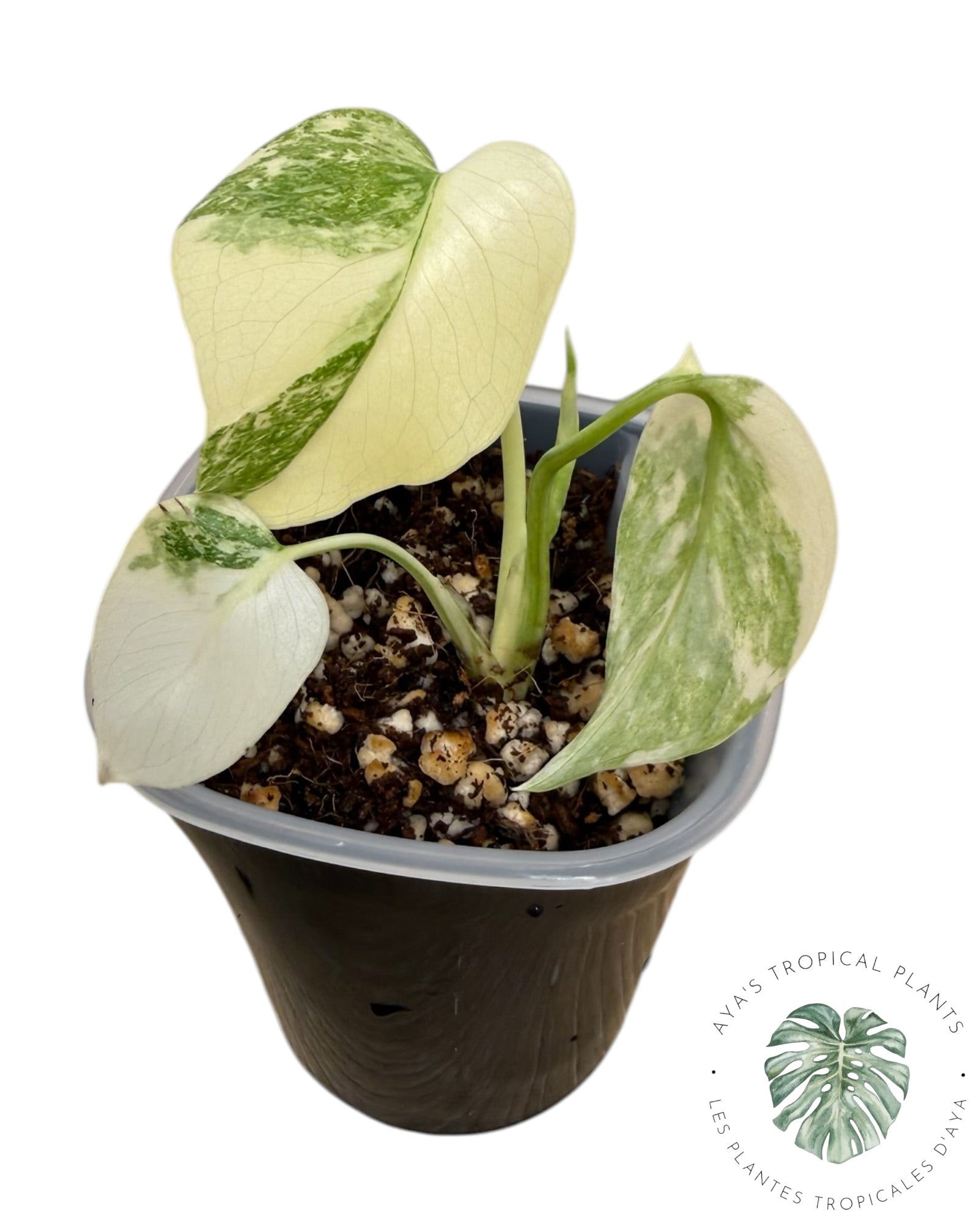 Monstera Deliciosa Legacy