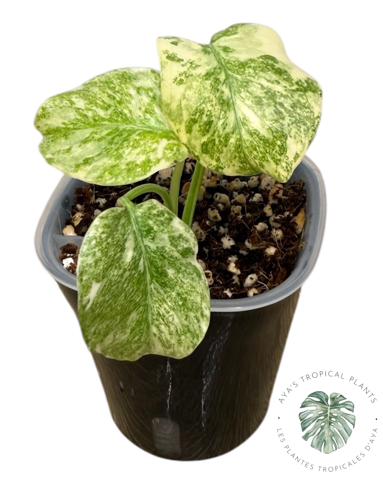 Monstera Deliciosa Legacy