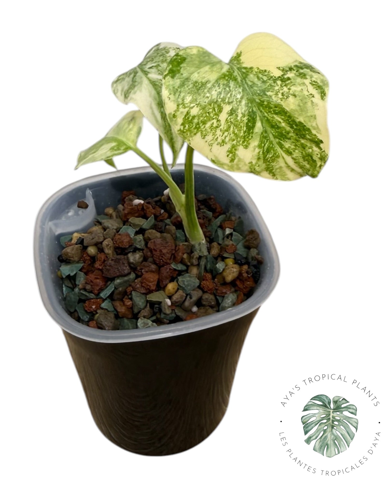 Monstera Deliciosa Legacy