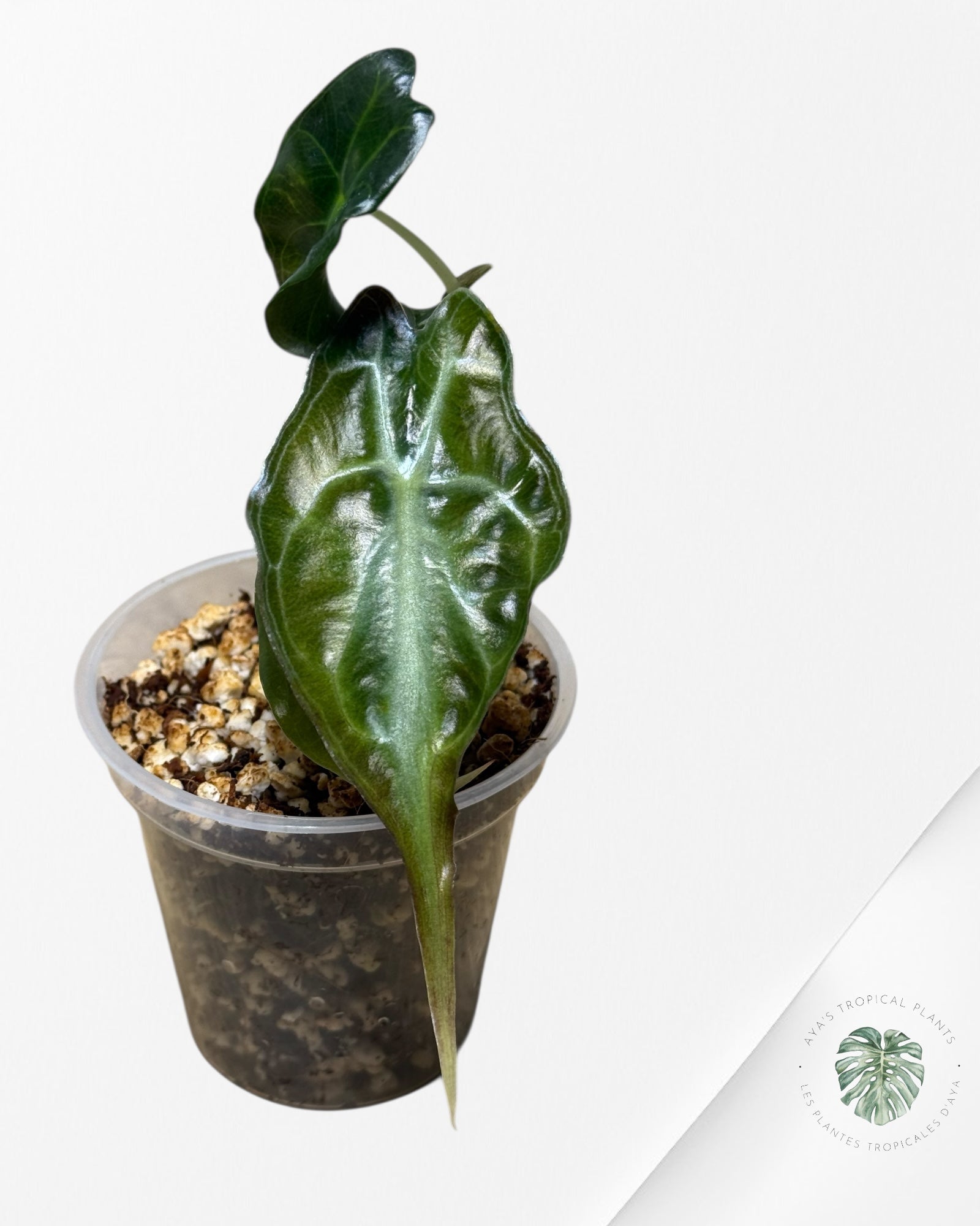 Alocasia Venom-42