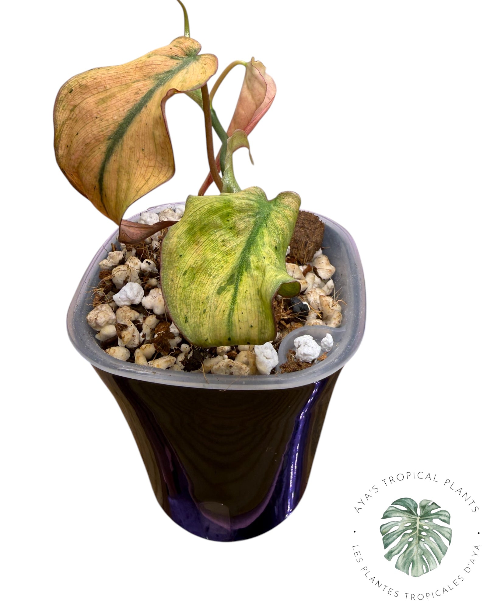 Philodendron Pink Mint Variegated