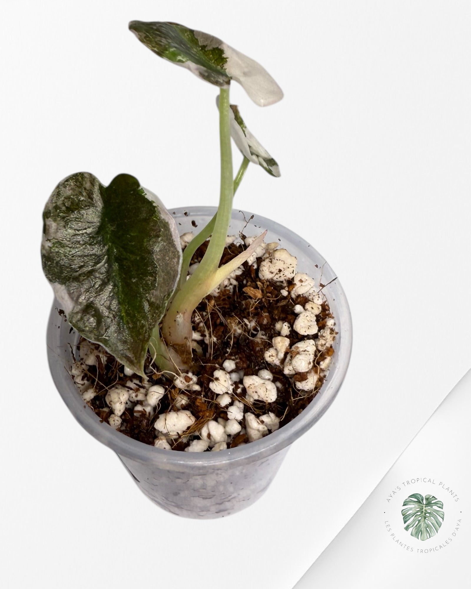 Alocasia Cuprea Albo Pink Variegated| Rare TC Plant | Aya's Tropical Plants