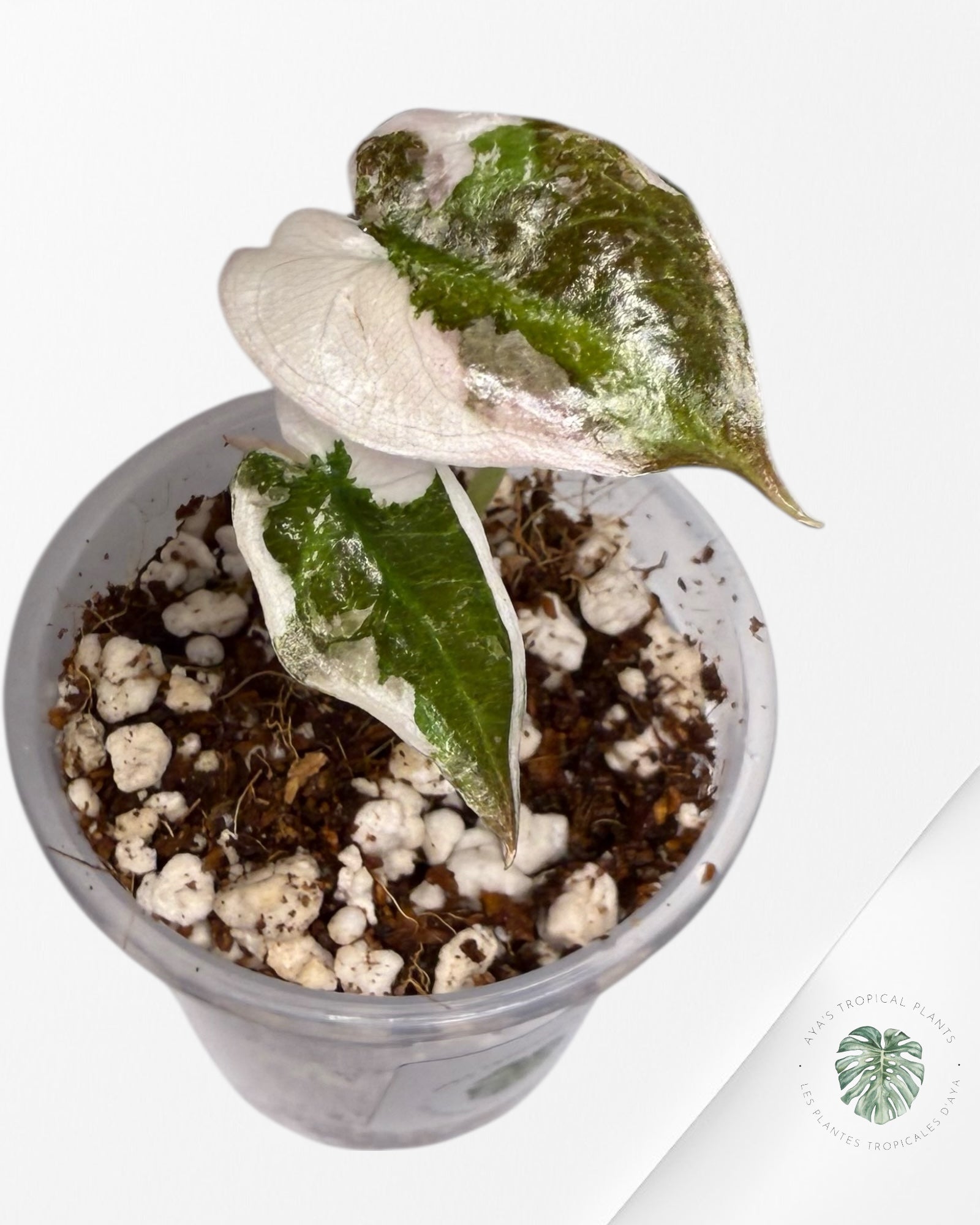 Alocasia Cuprea Albo Pink Variegated| Rare TC Plant | Aya's Tropical Plants