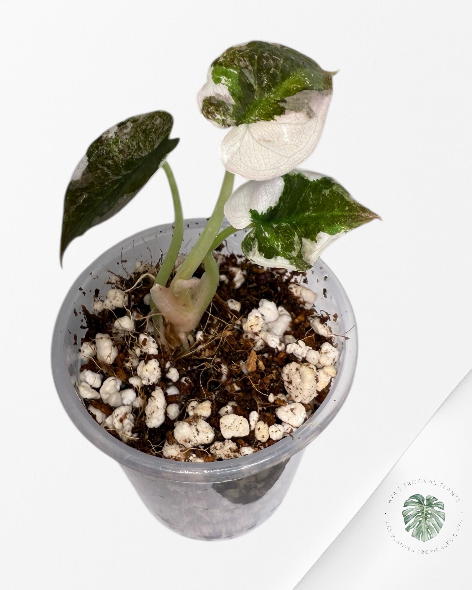 Alocasia Cuprea Albo Pink Variegated| Rare TC Plant | Aya's Tropical Plants