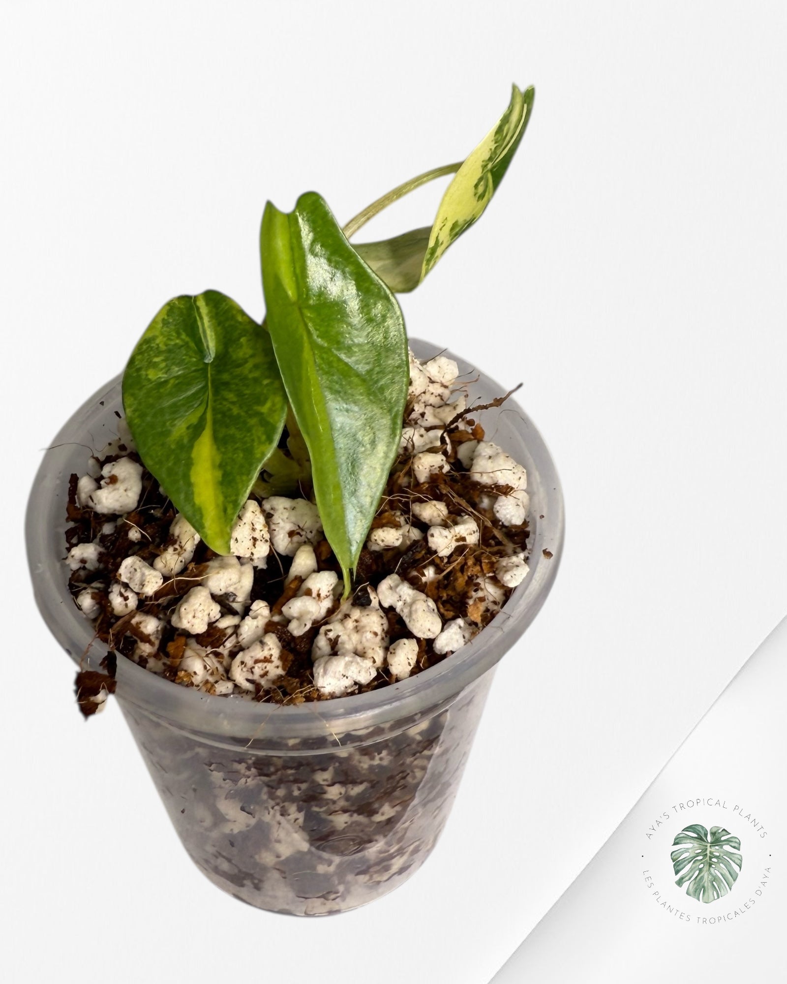 Alocasia Scalprum Aurea Variegated| Rare TC Plant | Aya's Tropical Plants