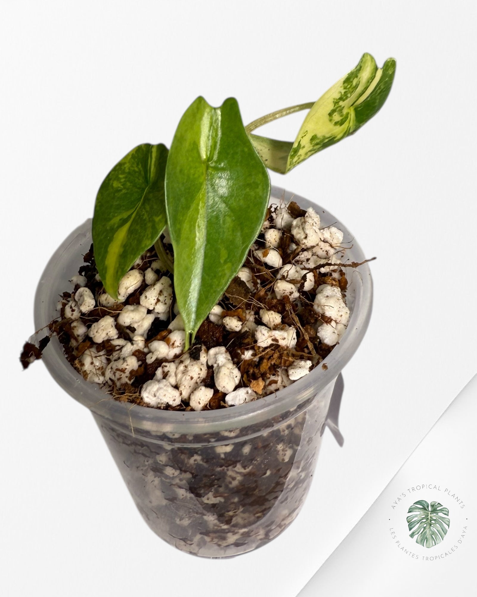 Alocasia Scalprum Aurea Variegated| Rare TC Plant | Aya's Tropical Plants