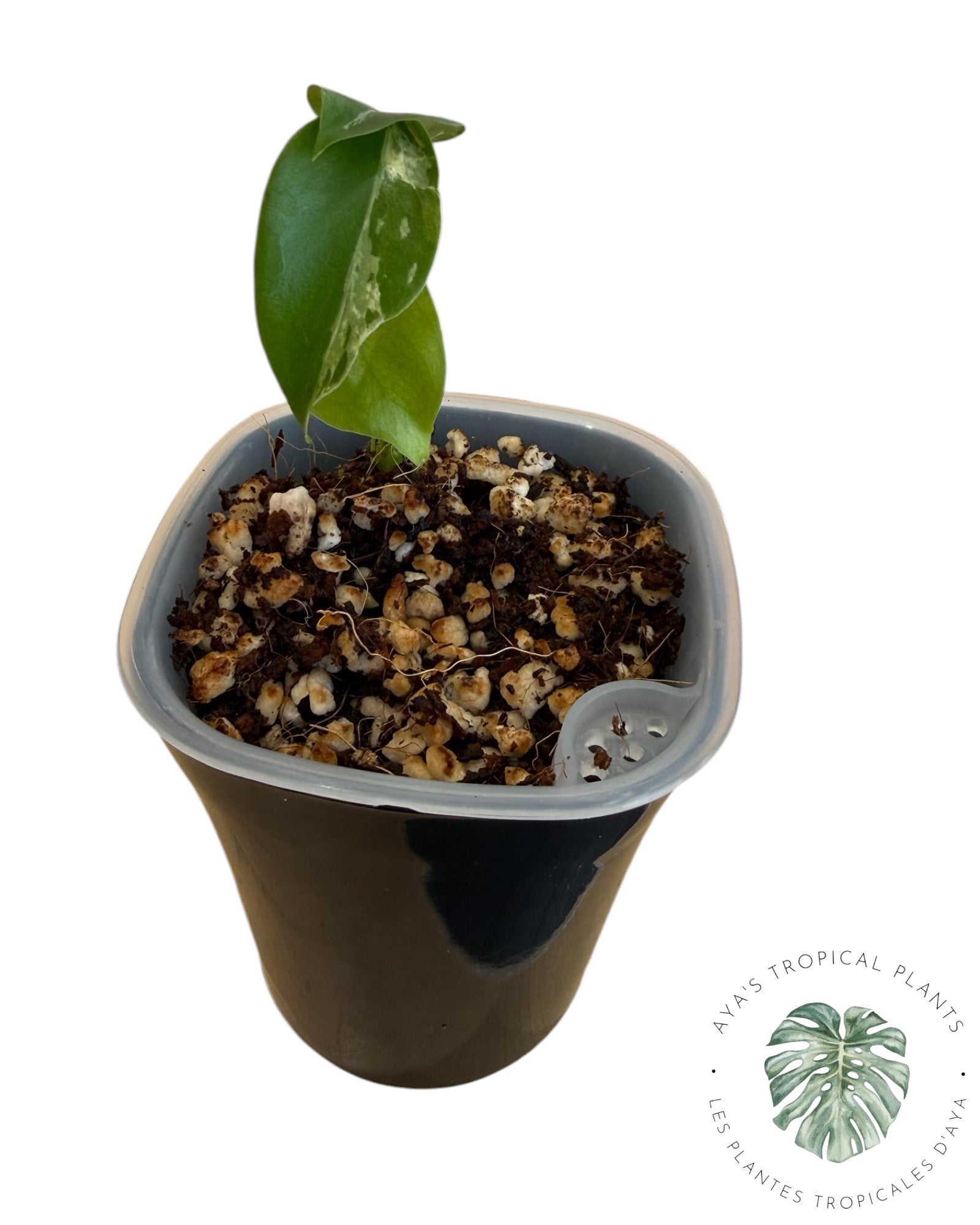 Monstera Deliciosa Bulbasaur