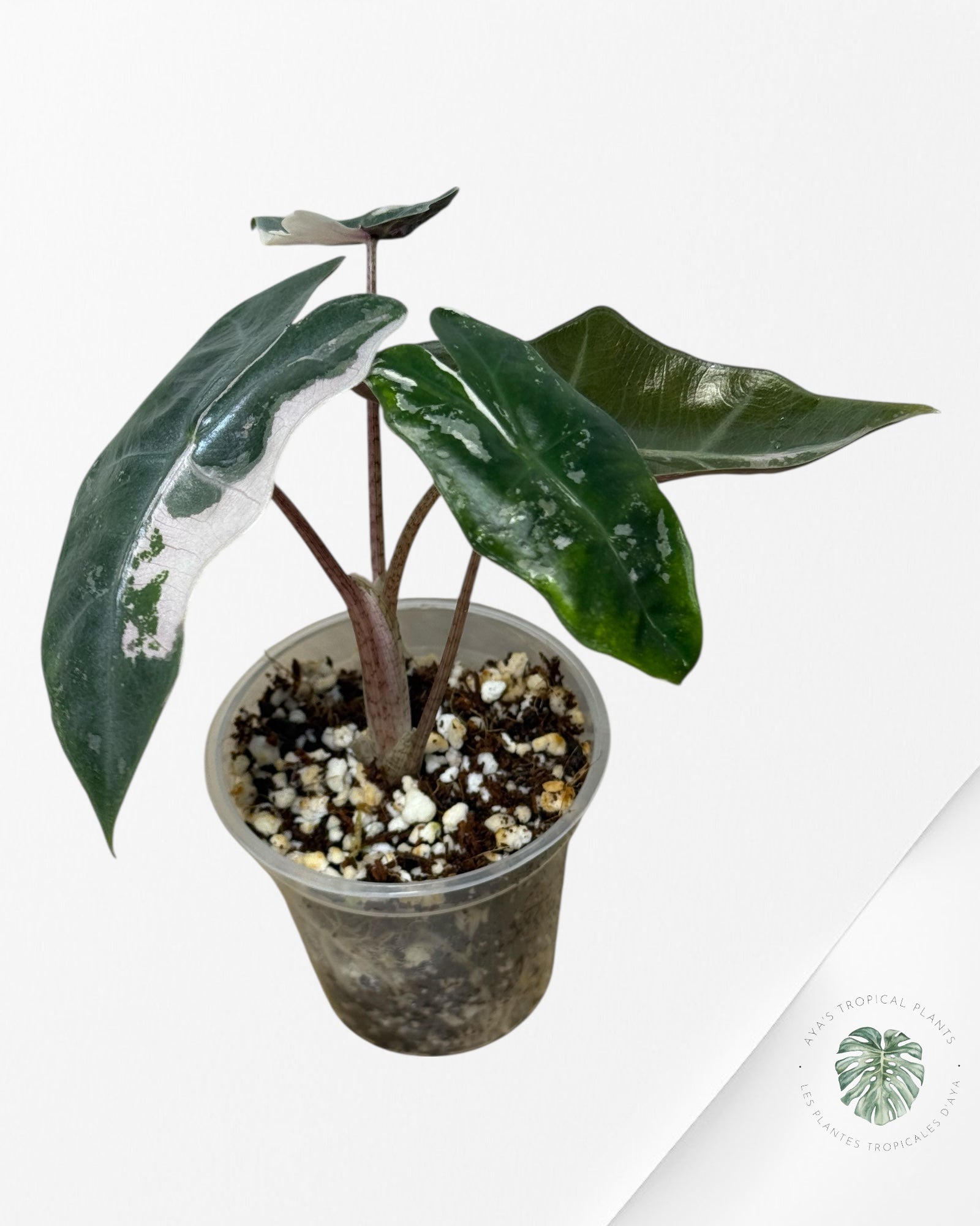 Alocasia Pseudo Sanderiana Albo/Pink - 267