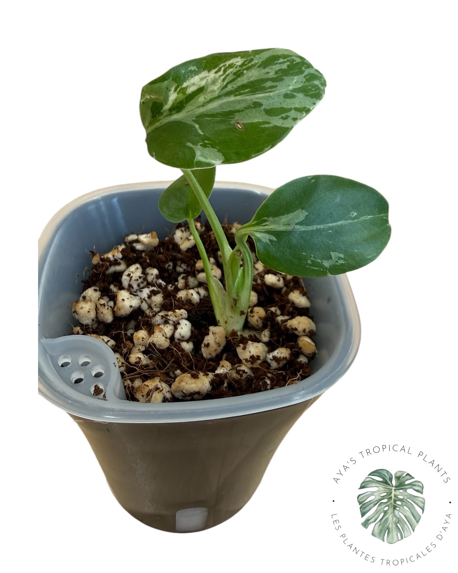 Monstera Deliciosa Bulbasaur