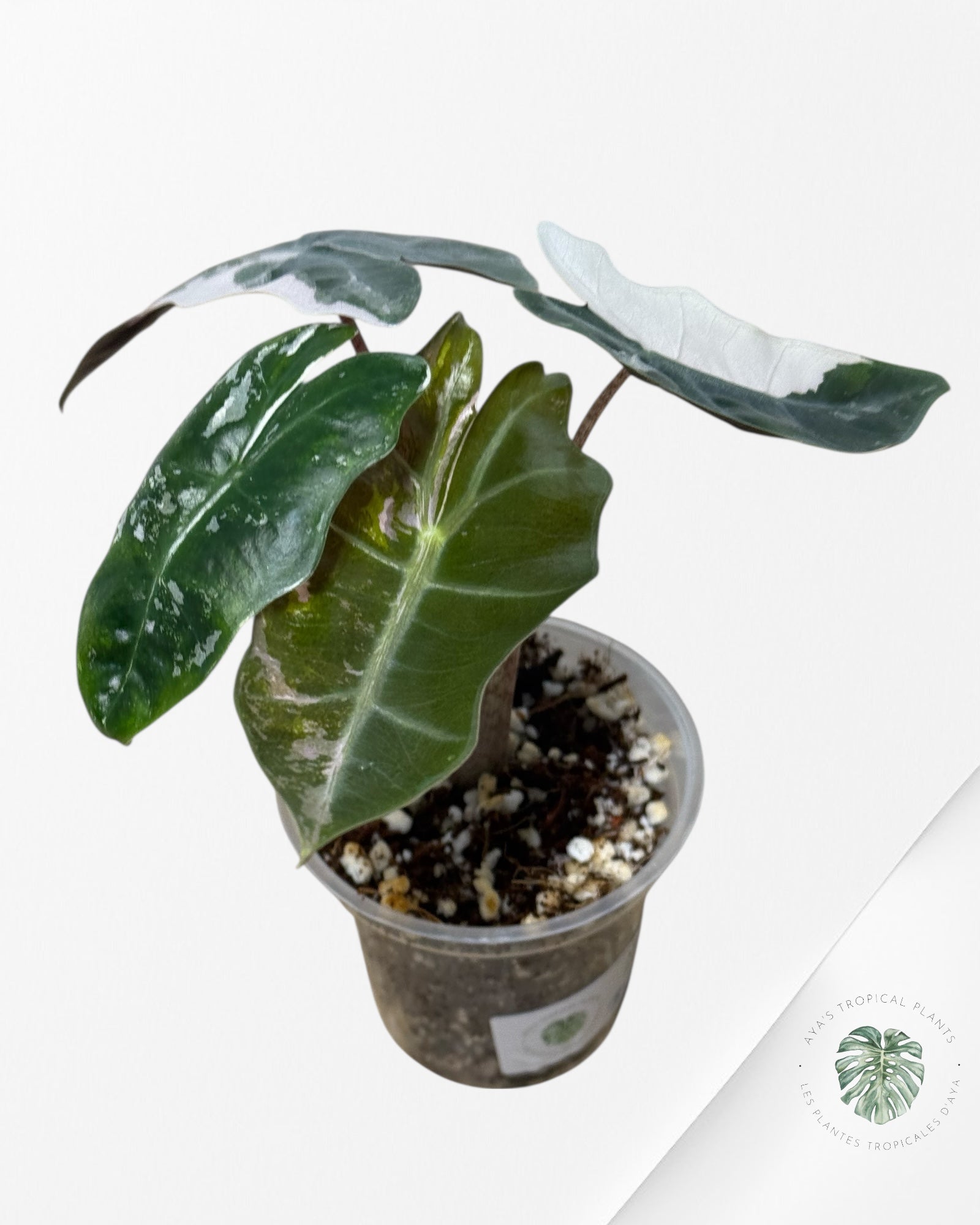Alocasia Pseudo Sanderiana Albo/Pink - 267