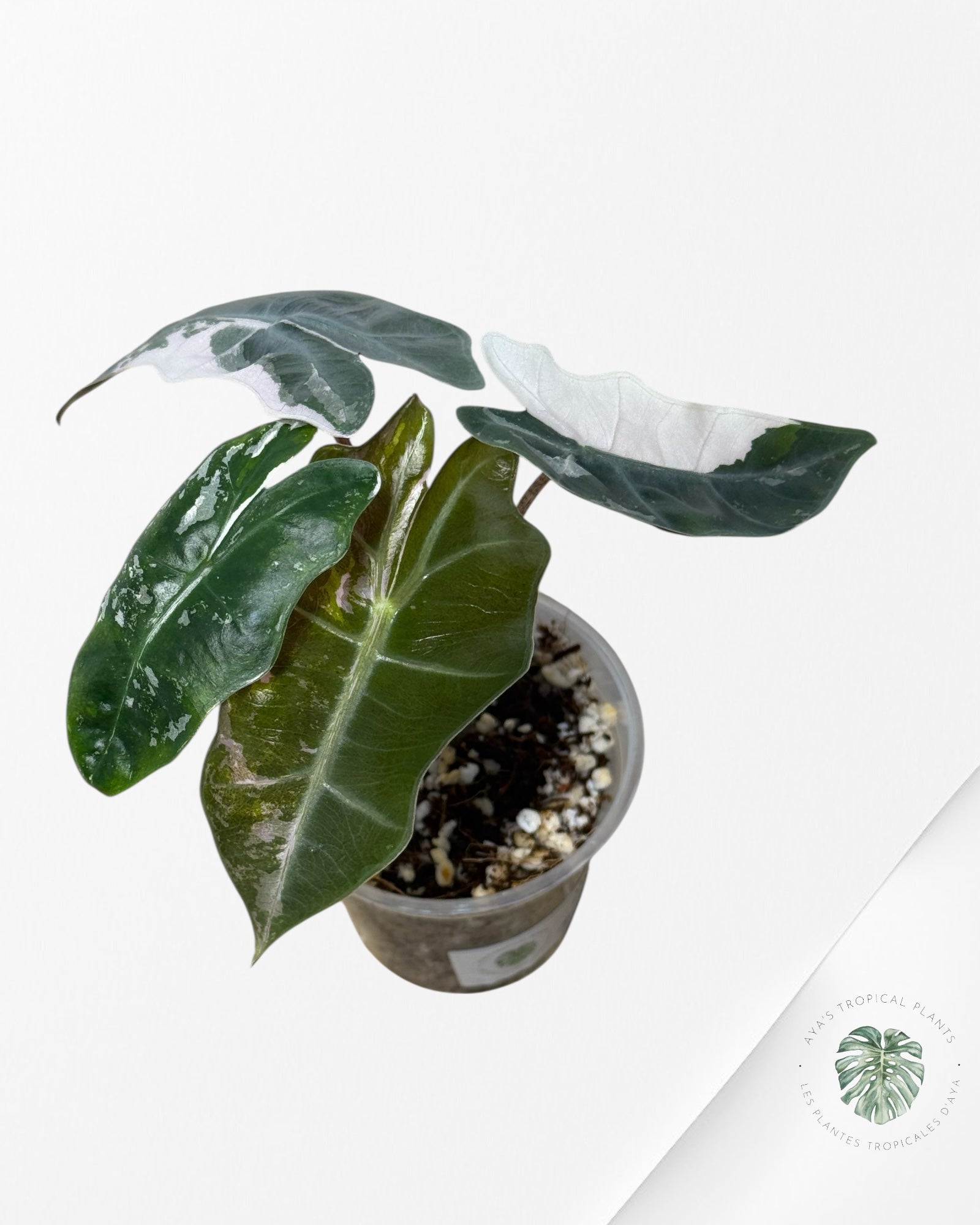 Alocasia Pseudo Sanderiana Albo/Pink - 267