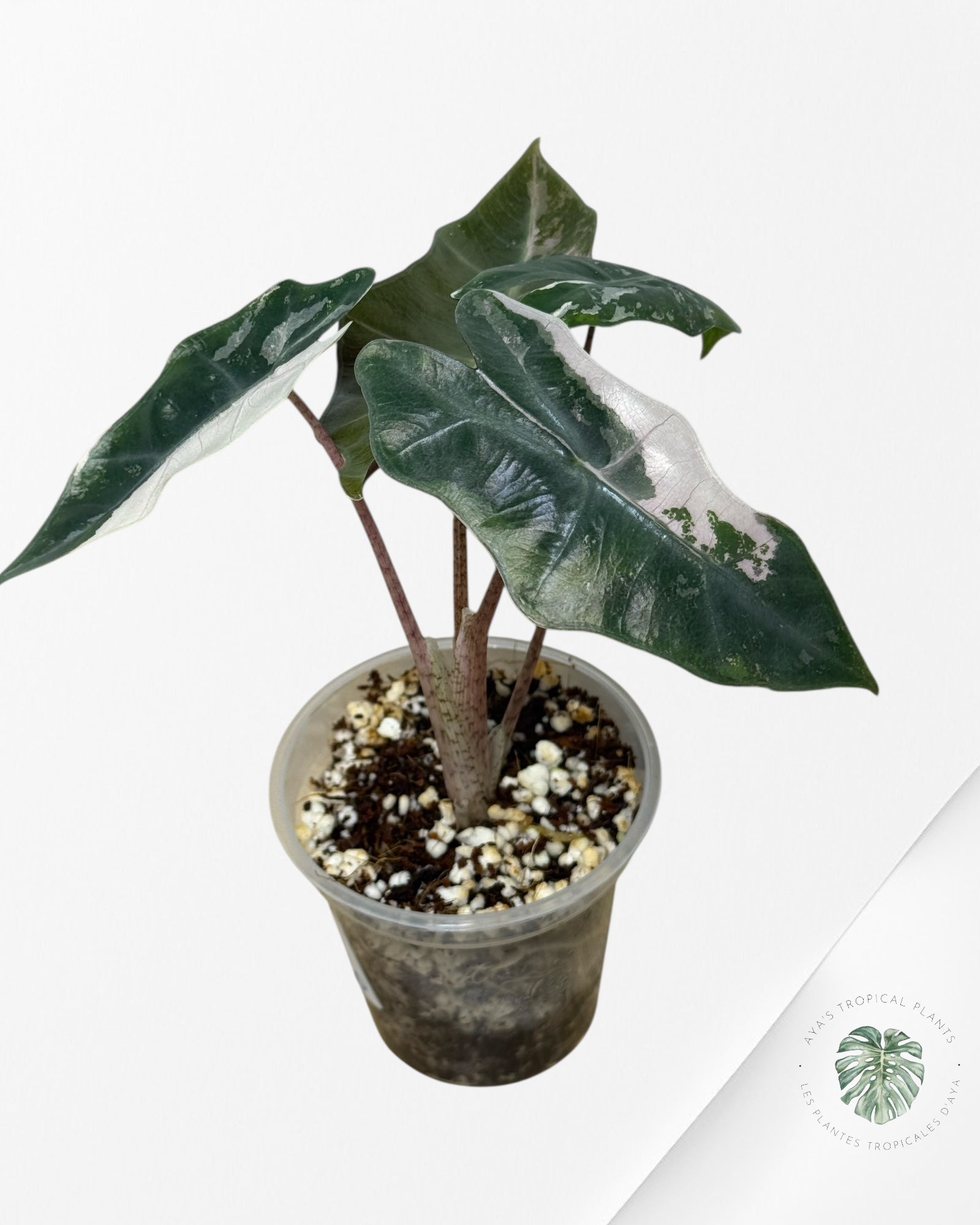 Alocasia Pseudo Sanderiana Albo/Pink - 267