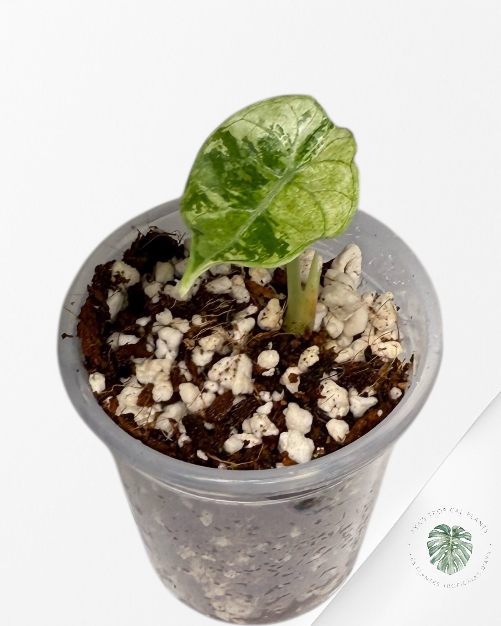 Alocasia Watsoniana Doff. Rose panaché | Plante TC rare | Plantes tropicales d'Aya