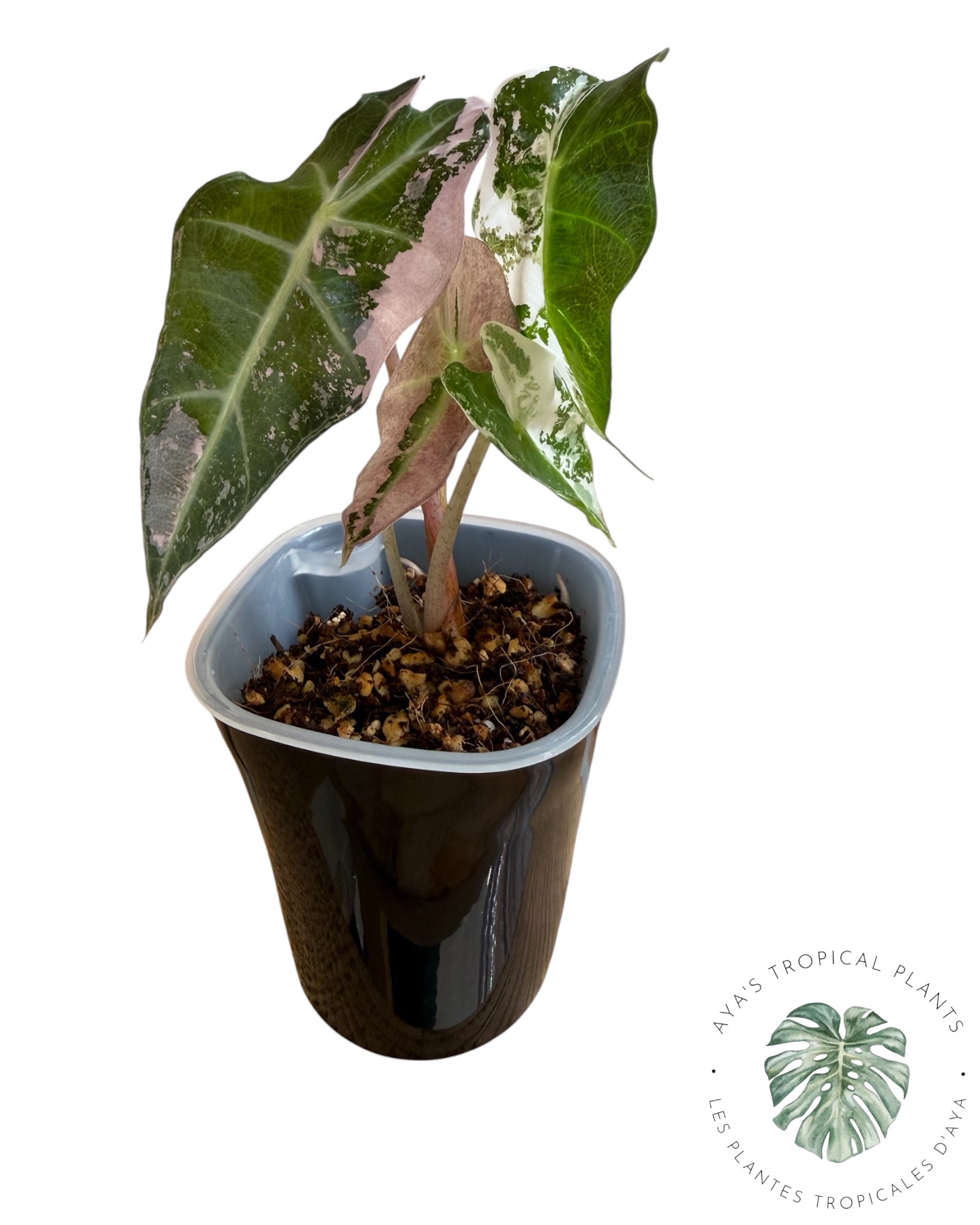 Alocasia Polly Pink Snowflake