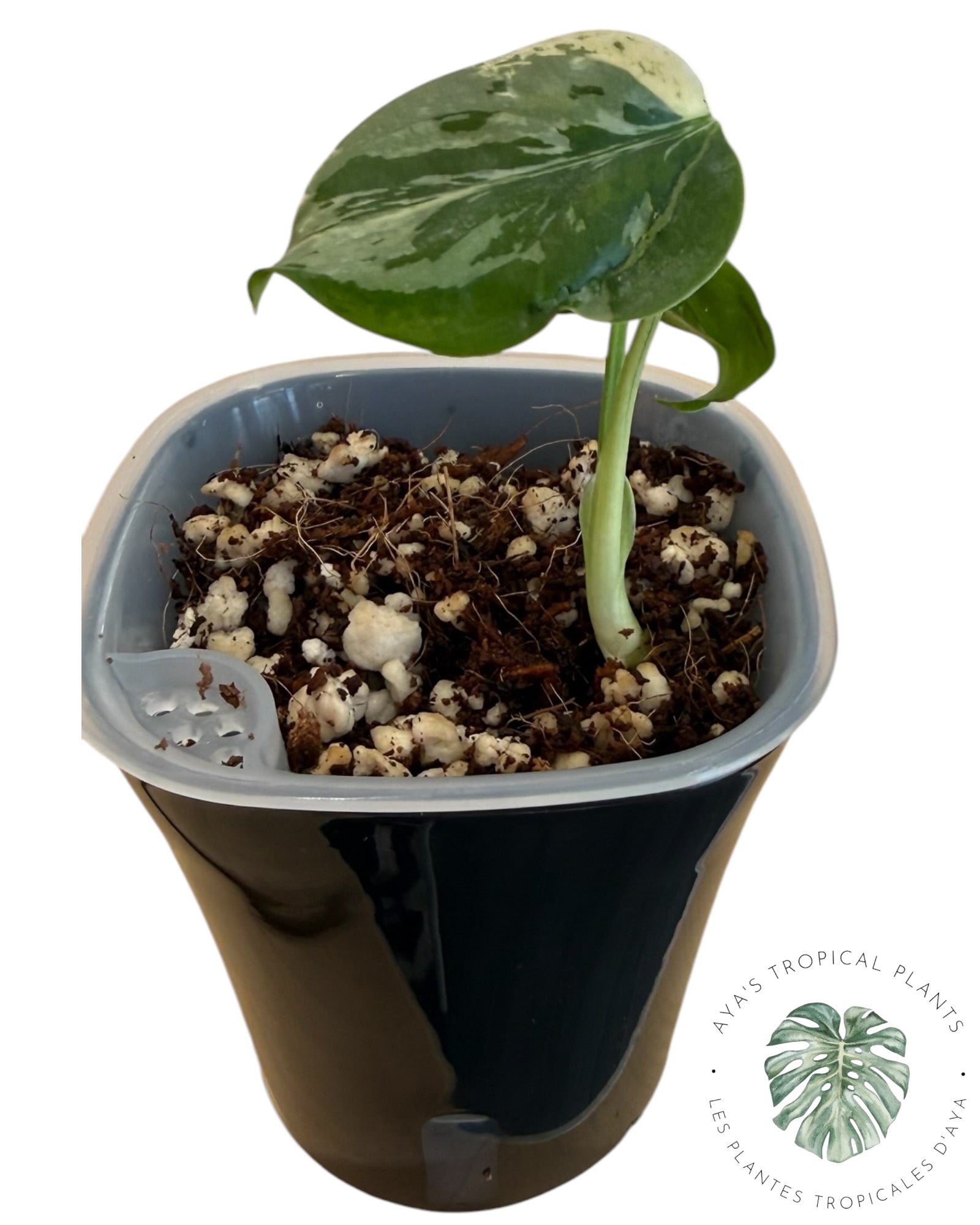 Monstera Deliciosa Bulbasaur