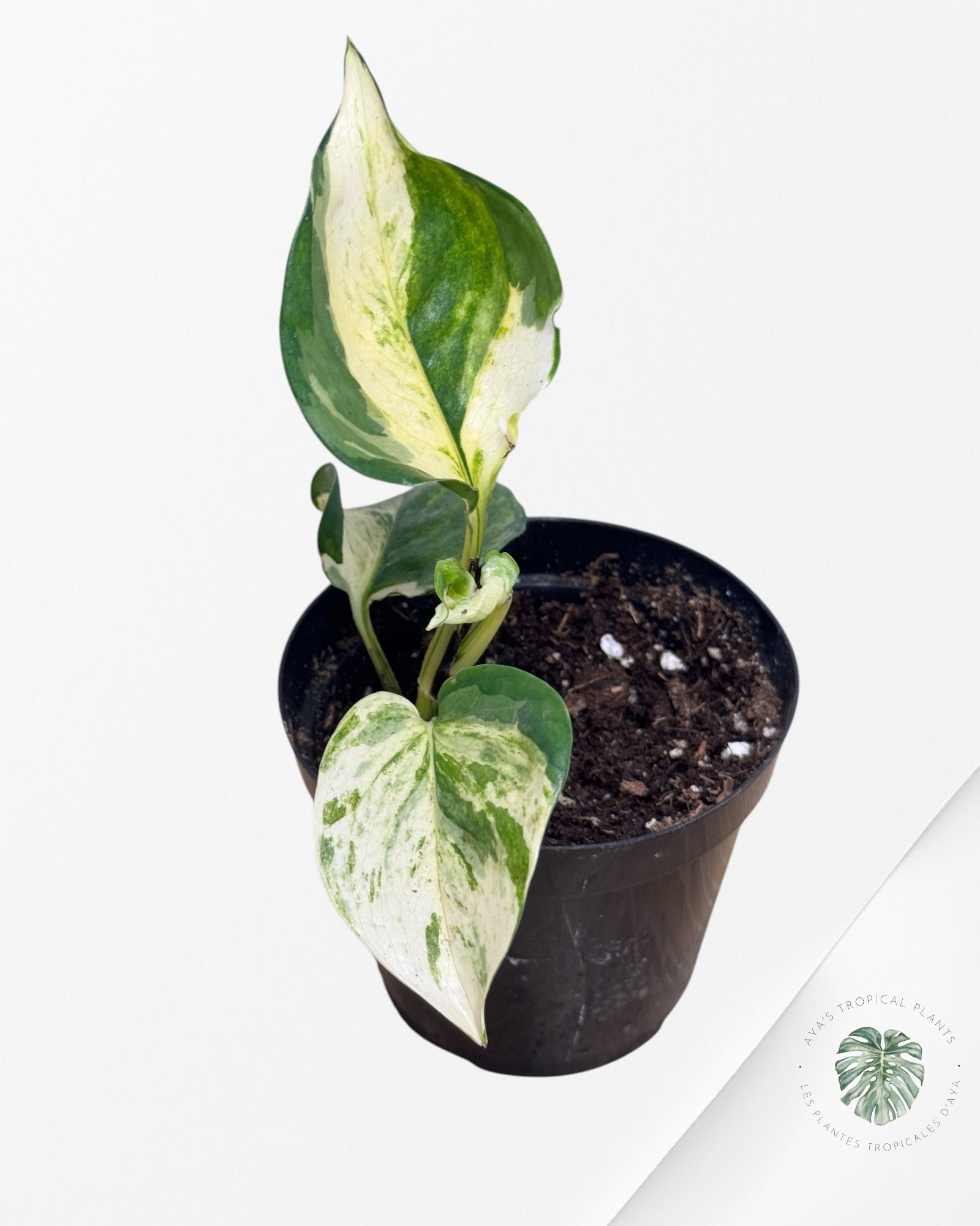 Pothos Manjula - 0008