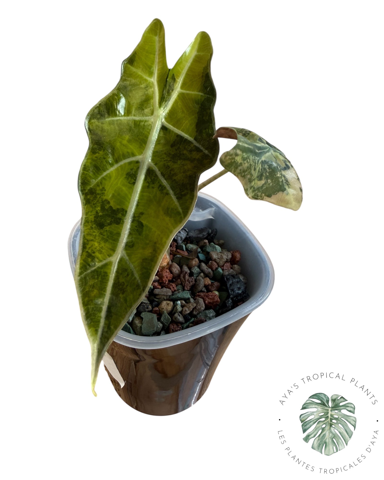 Alocasia Sanderiana ‘Bull’ Aurea Variegated