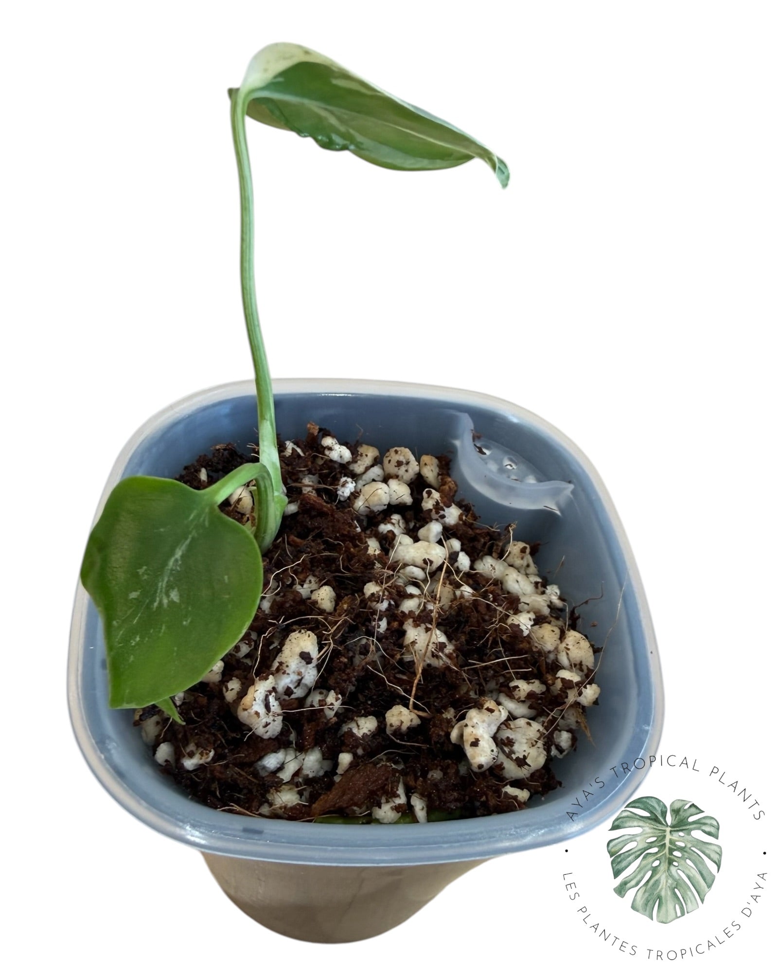 Monstera Deliciosa Bulbasaur