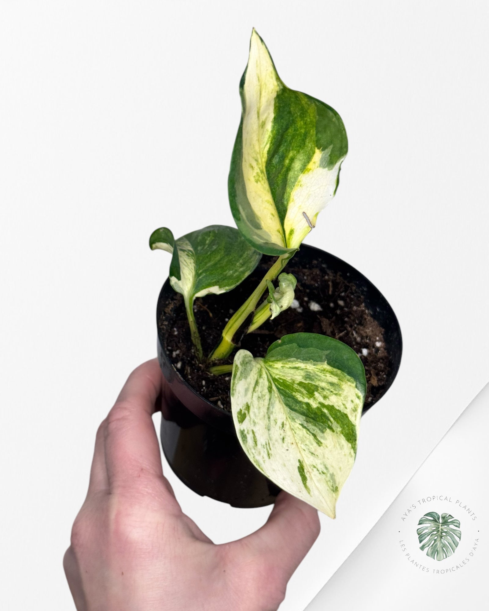 Pothos Manjula - 0008