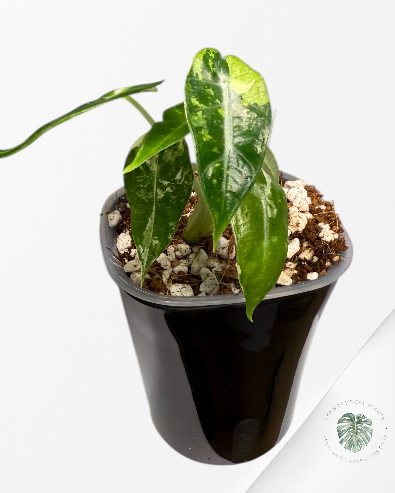 Alocasia Bambino Variagated| Rare TC Plant| Aya's Tropical Plants