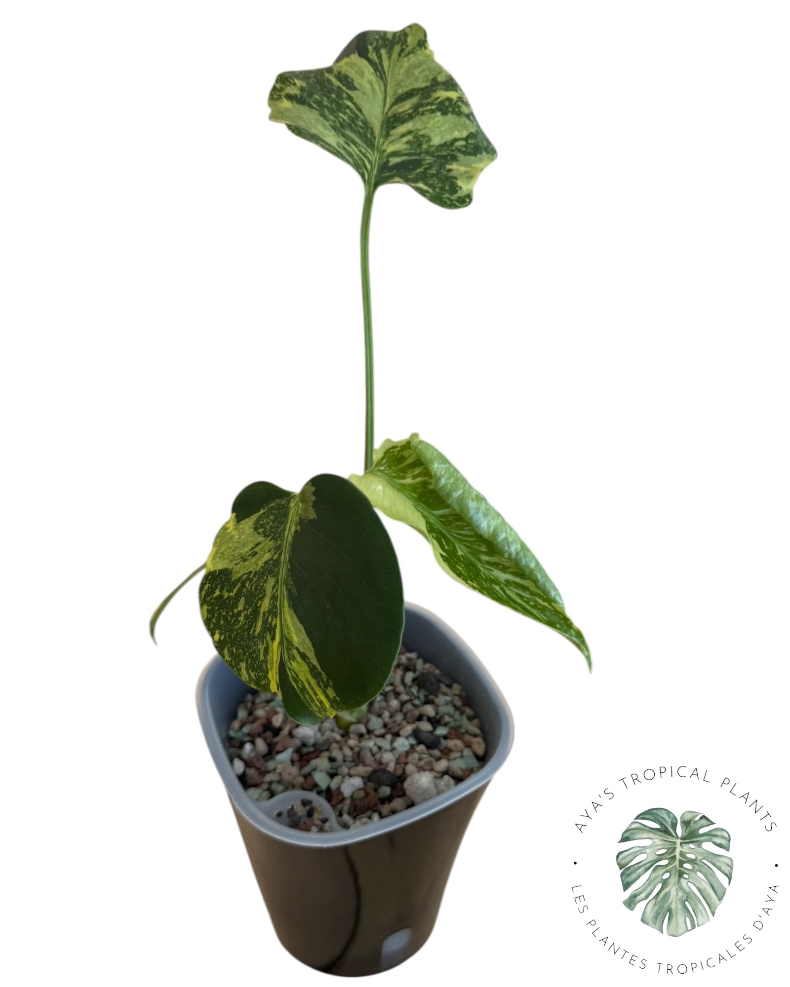 Monstera Deliciosa Electrolyte