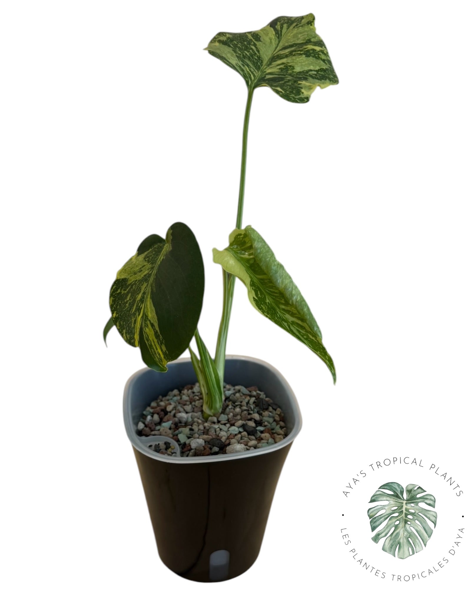 Monstera Deliciosa Electrolyte