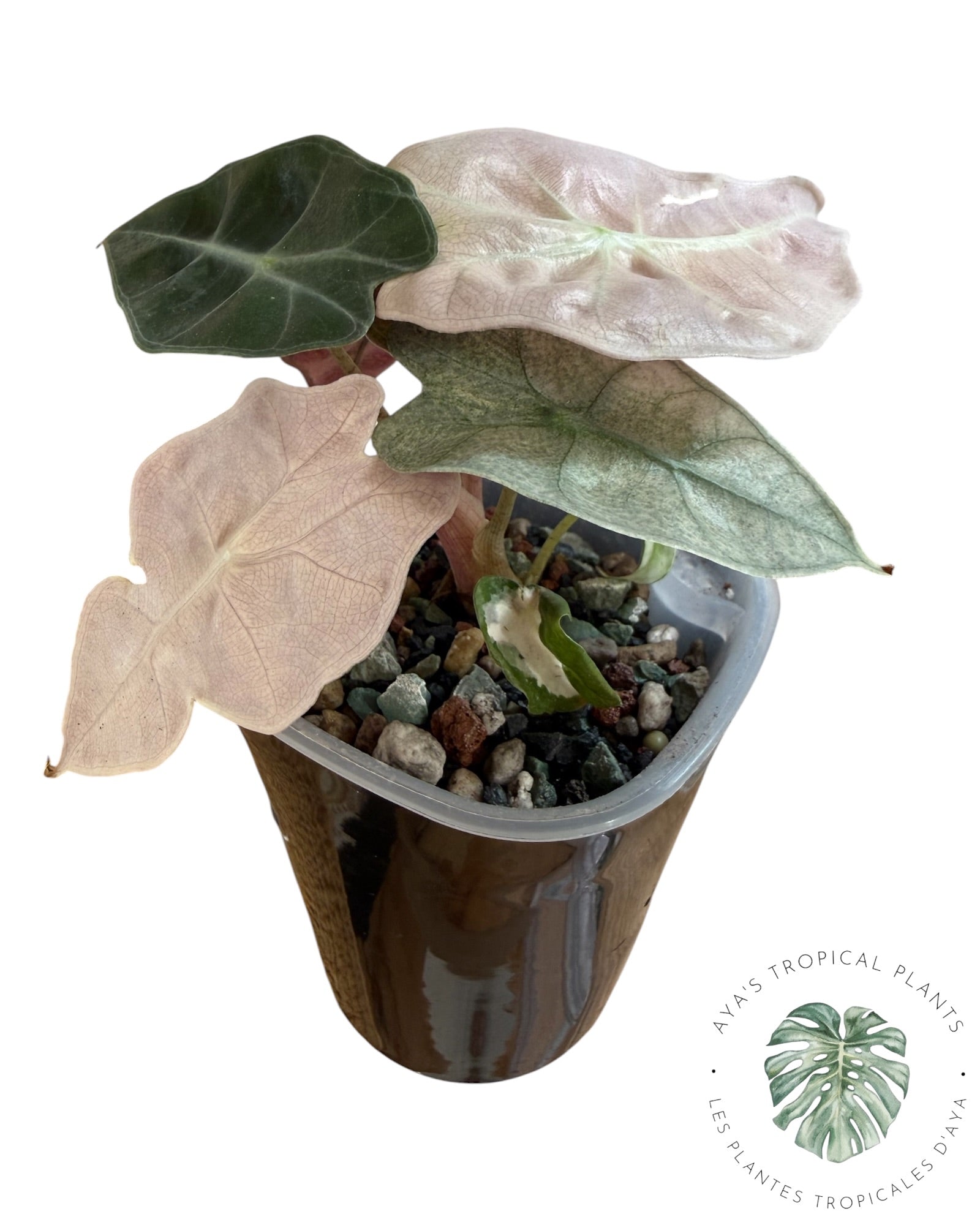 Alocasia Polly Lava Variegated