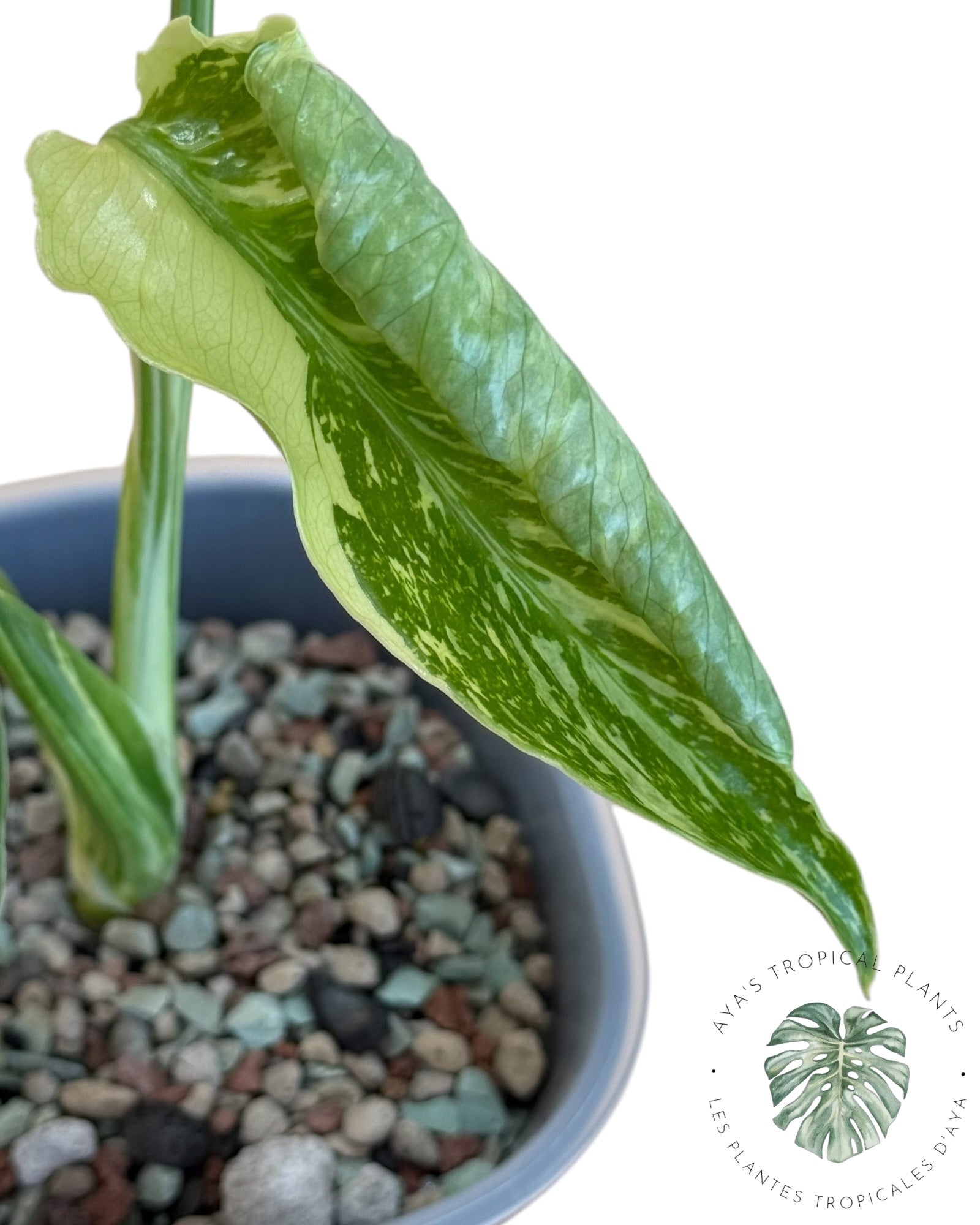 Monstera Deliciosa Electrolyte