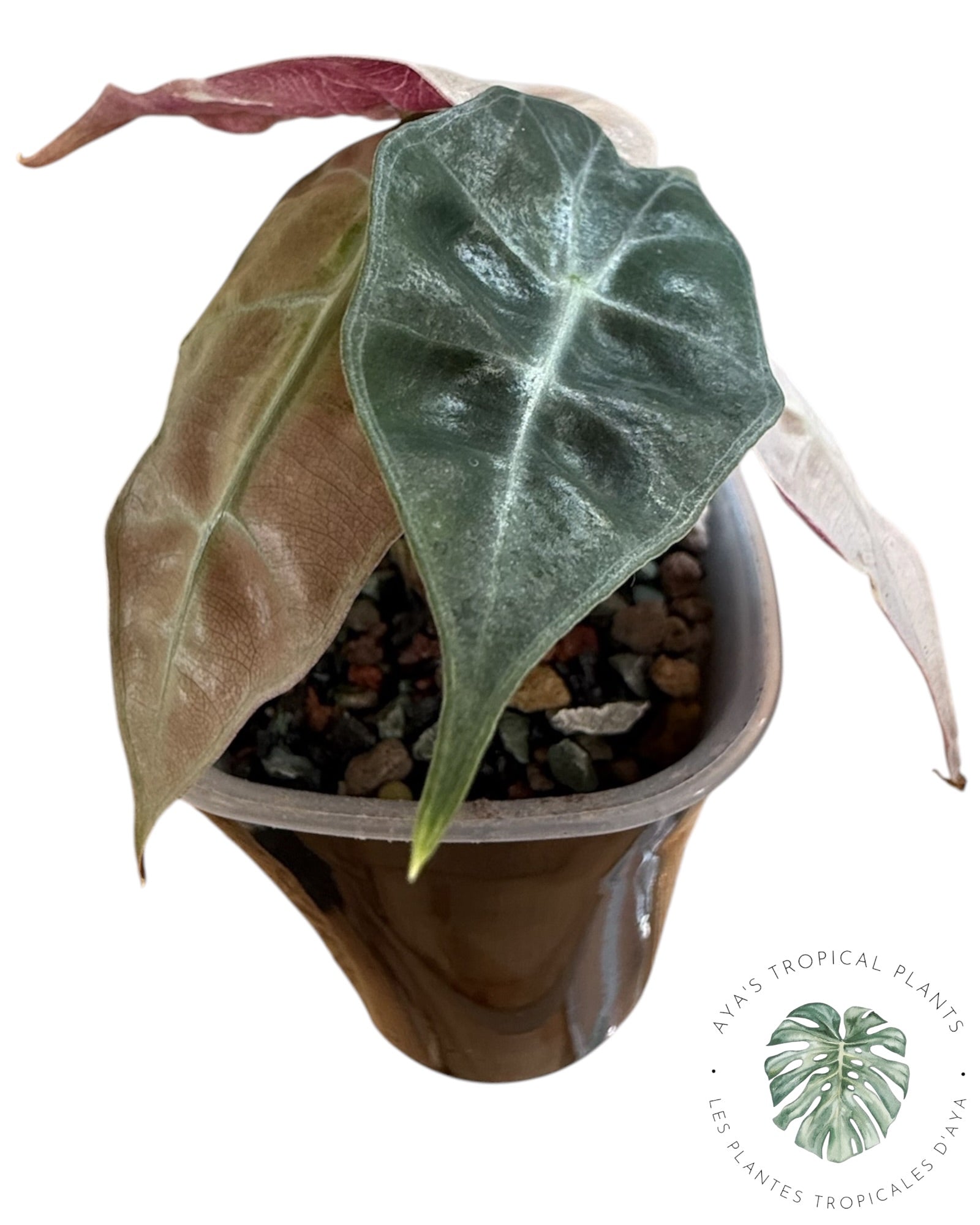 Alocasia Polly Lava Variegated