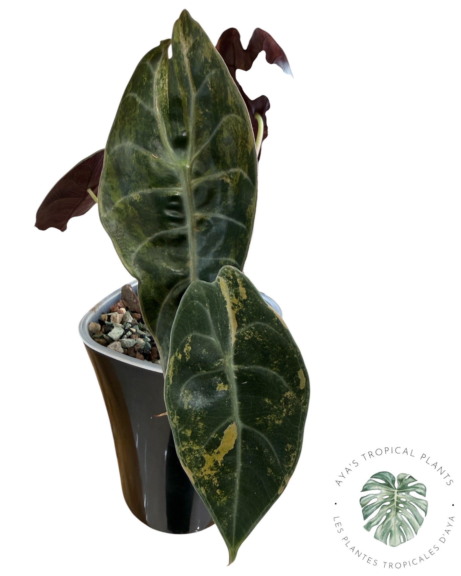 Alocasia Sedenii Aurea Variegated