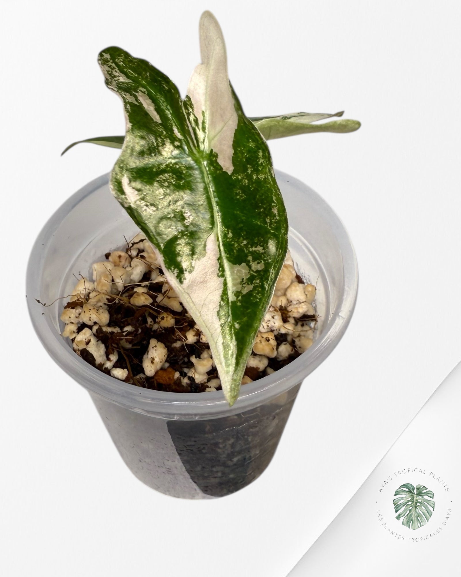 Alocasia Nobilis Pink Variegated| Rare TC Plant| Aya's Tropical Plants